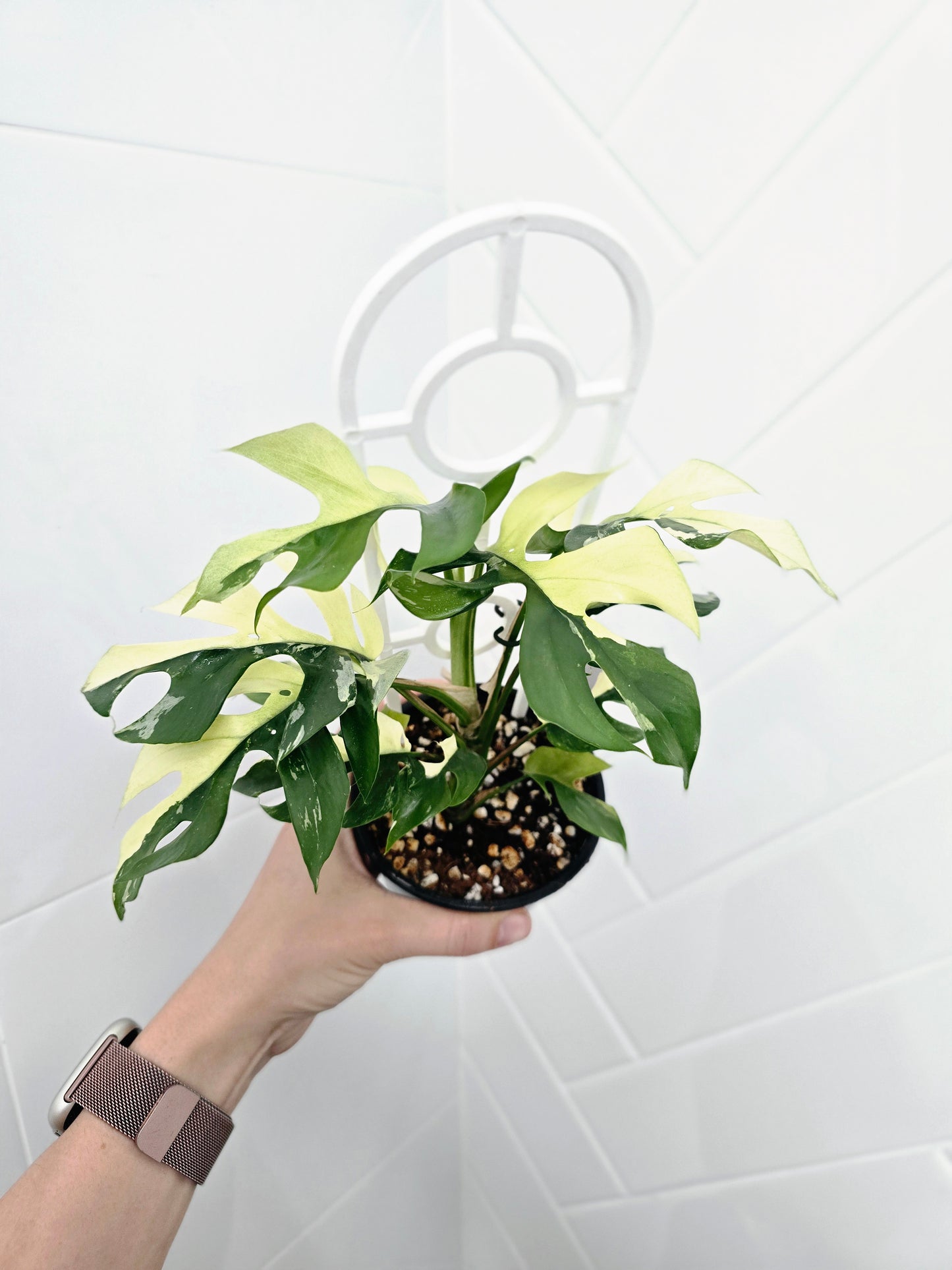 Rhaphidophora Tetrasperma Variegata 'Albo' Ladder - 100mm