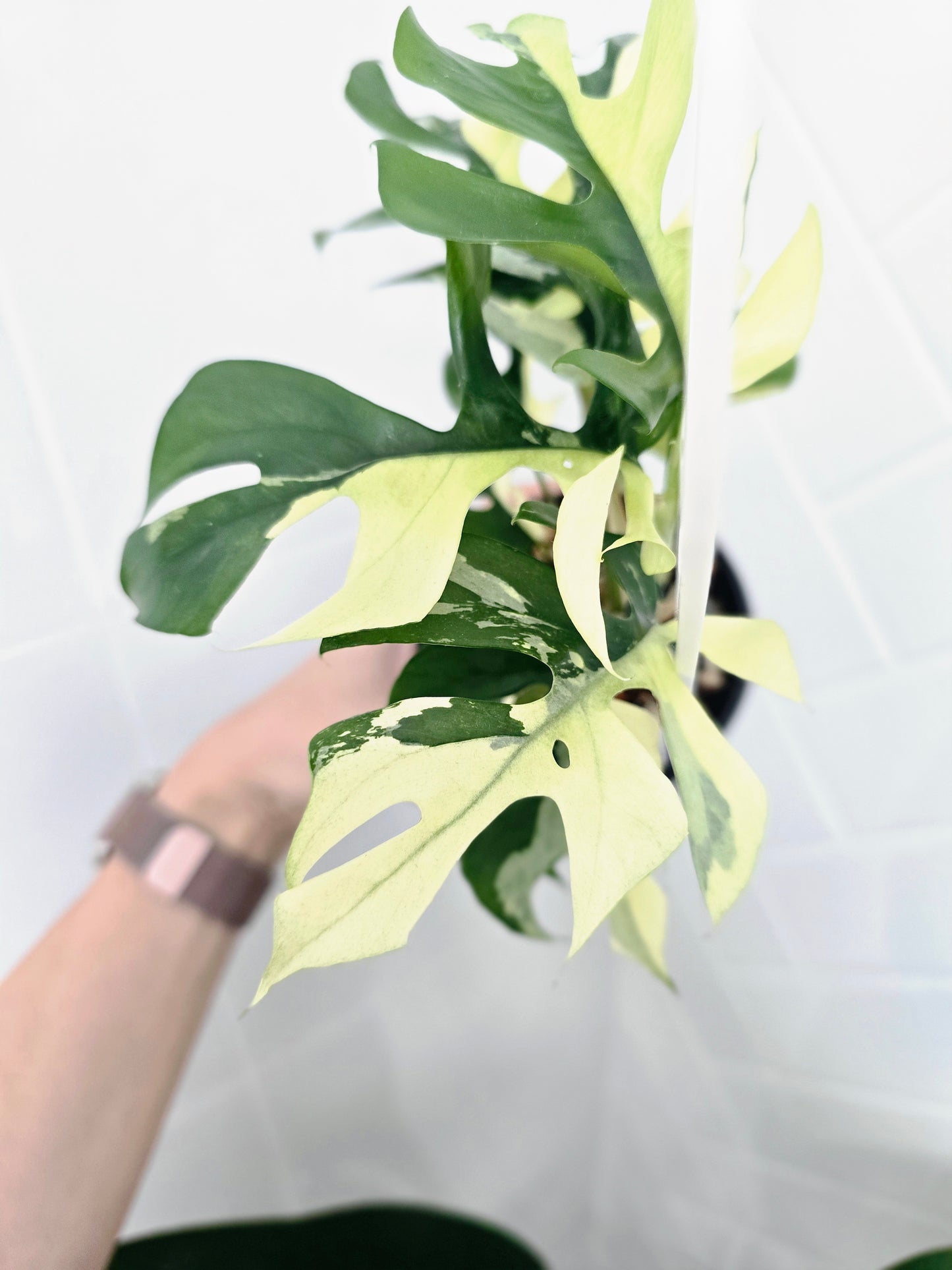Rhaphidophora Tetrasperma Variegata 'Albo' Ladder - 100mm