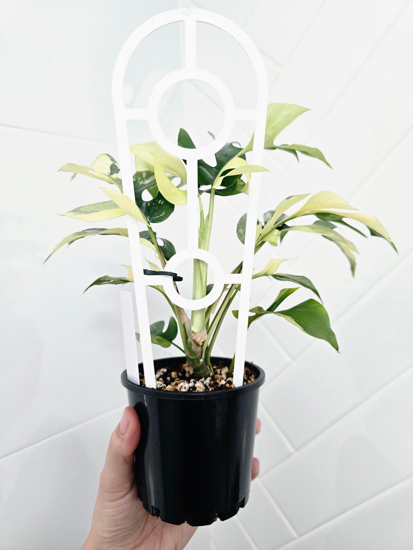 Rhaphidophora Tetrasperma Variegata 'Albo' Ladder - 100mm