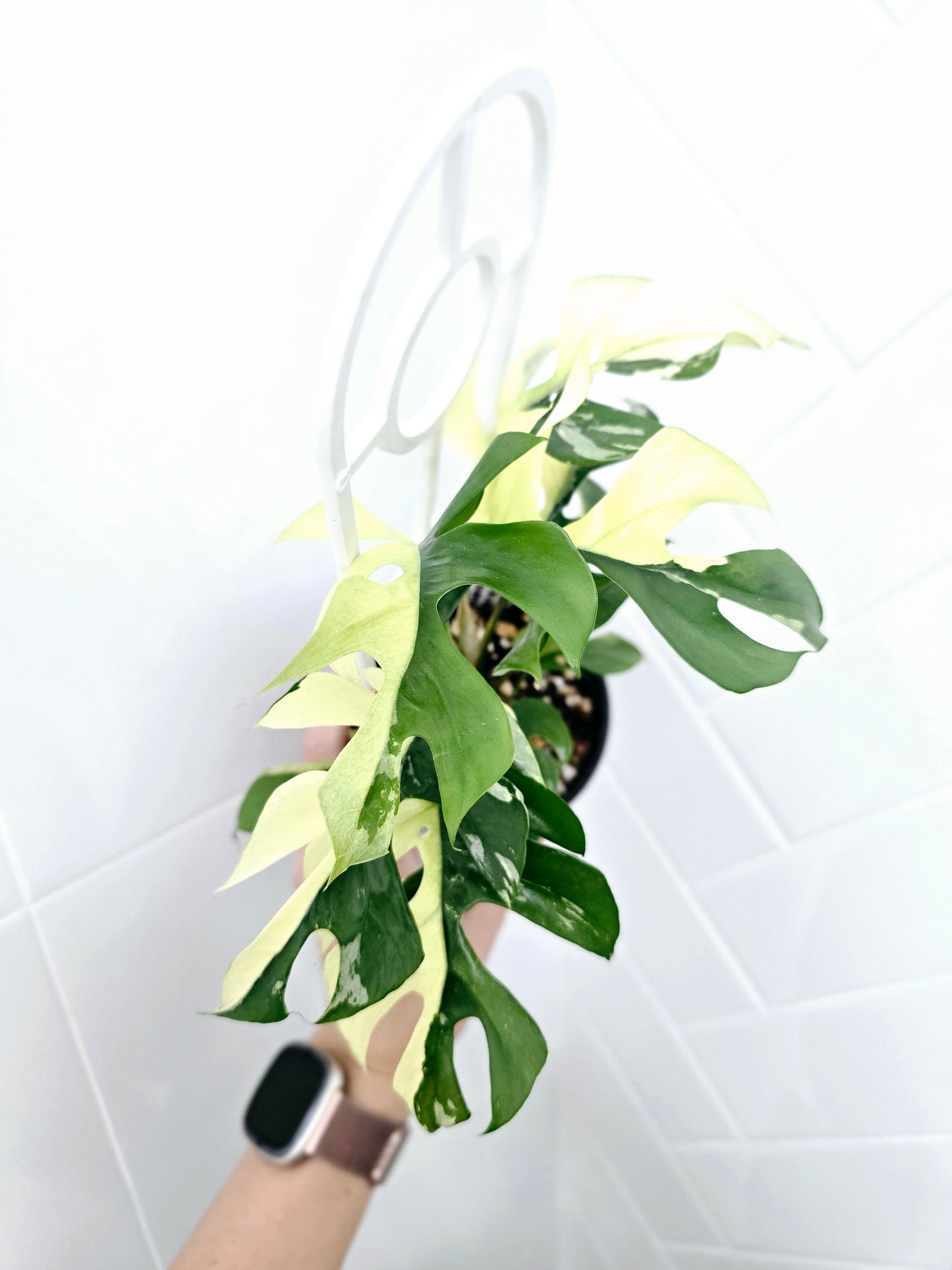 Rhaphidophora Tetrasperma Variegata 'Albo' Ladder - 100mm