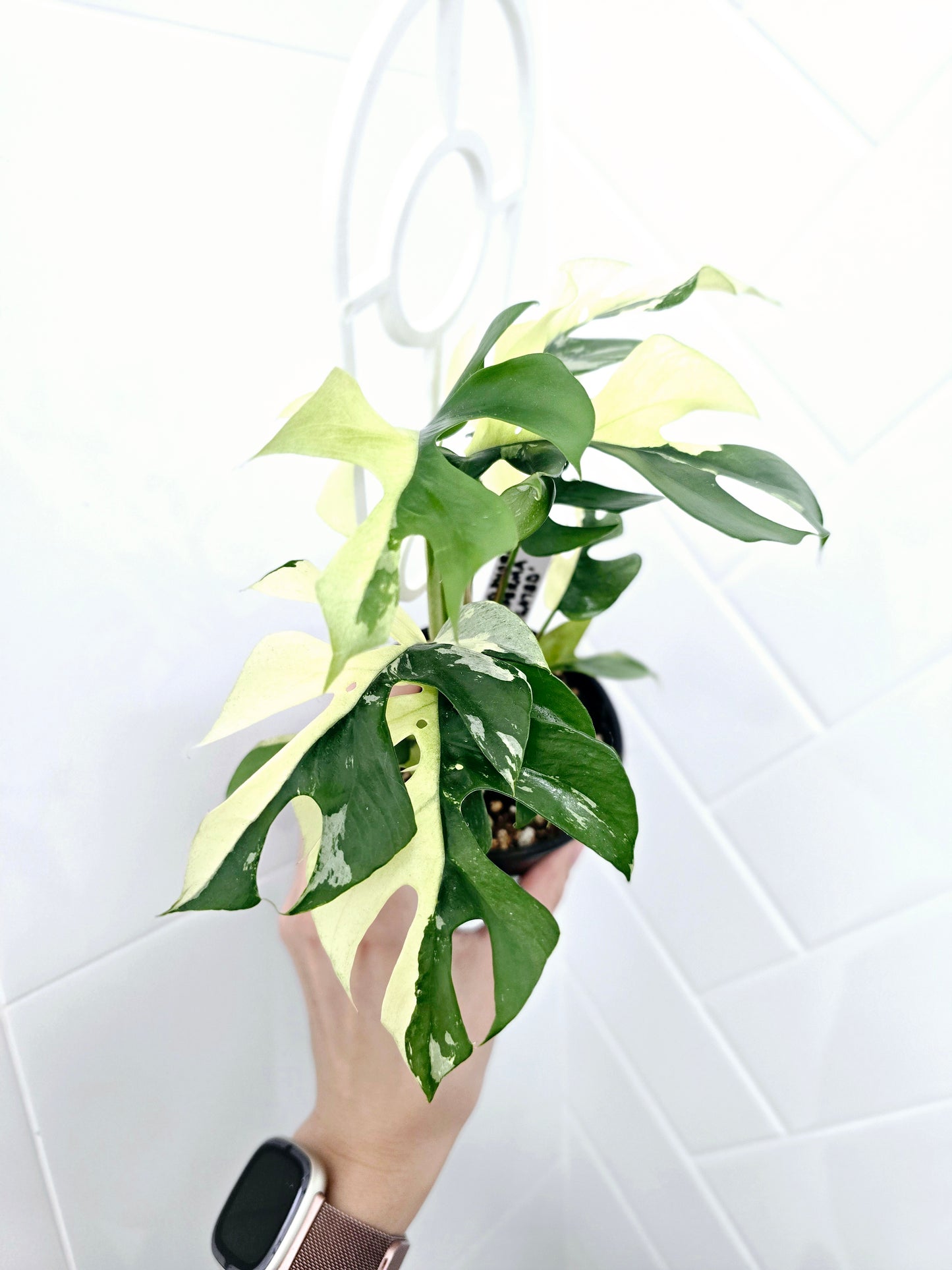 Rhaphidophora Tetrasperma Variegata 'Albo' Ladder - 100mm