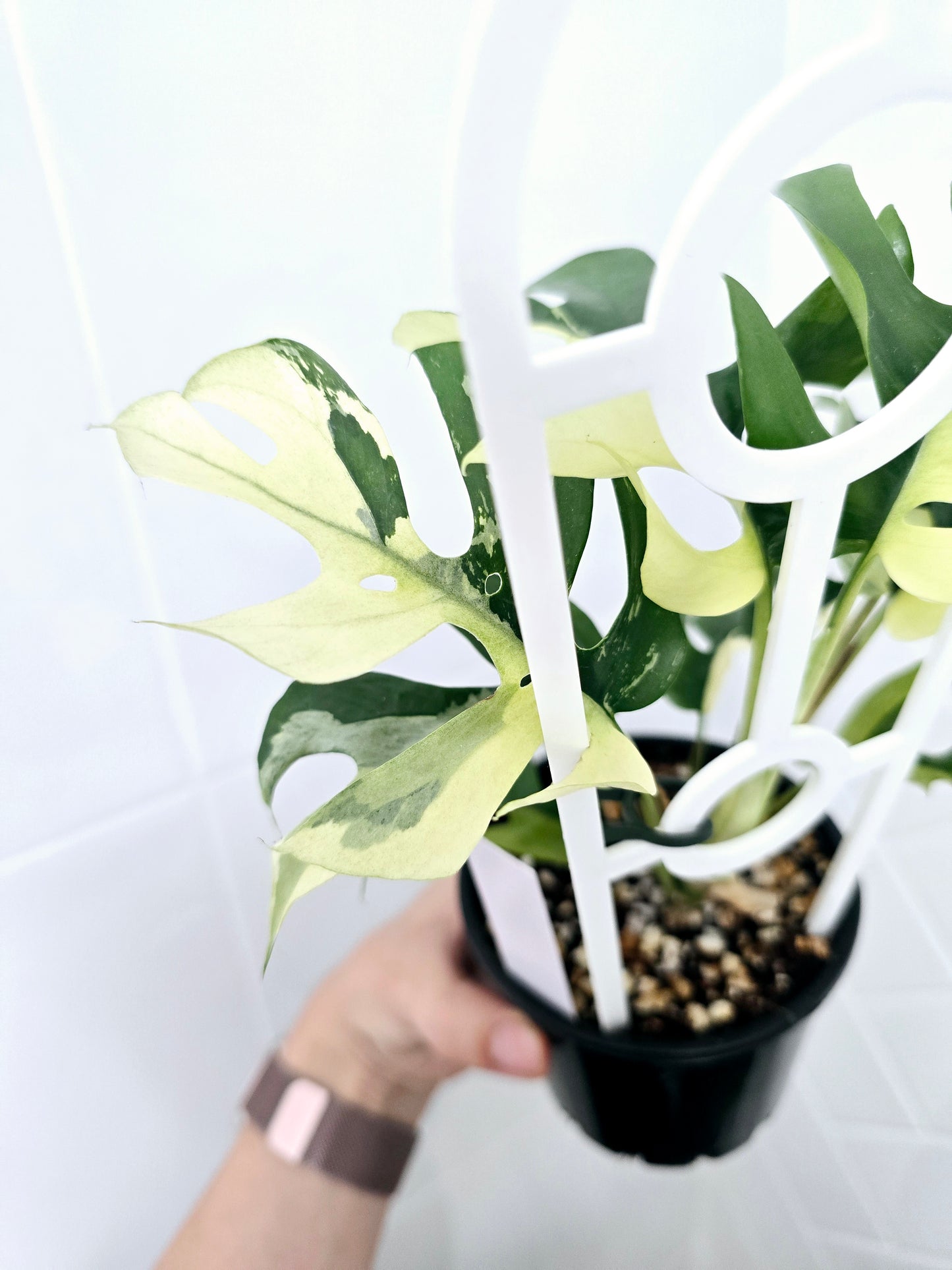 Rhaphidophora Tetrasperma Variegata 'Albo' Ladder - 100mm