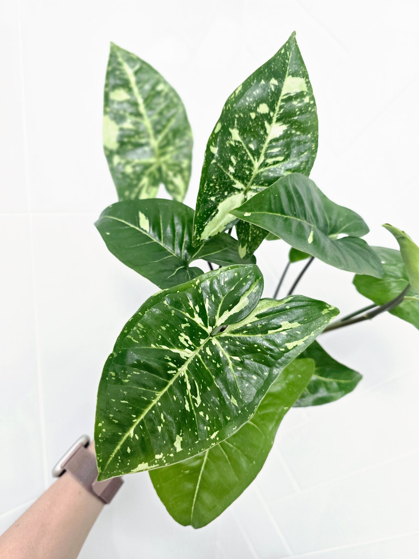 Syngonium Podophyllum 'Panda' - 118mm