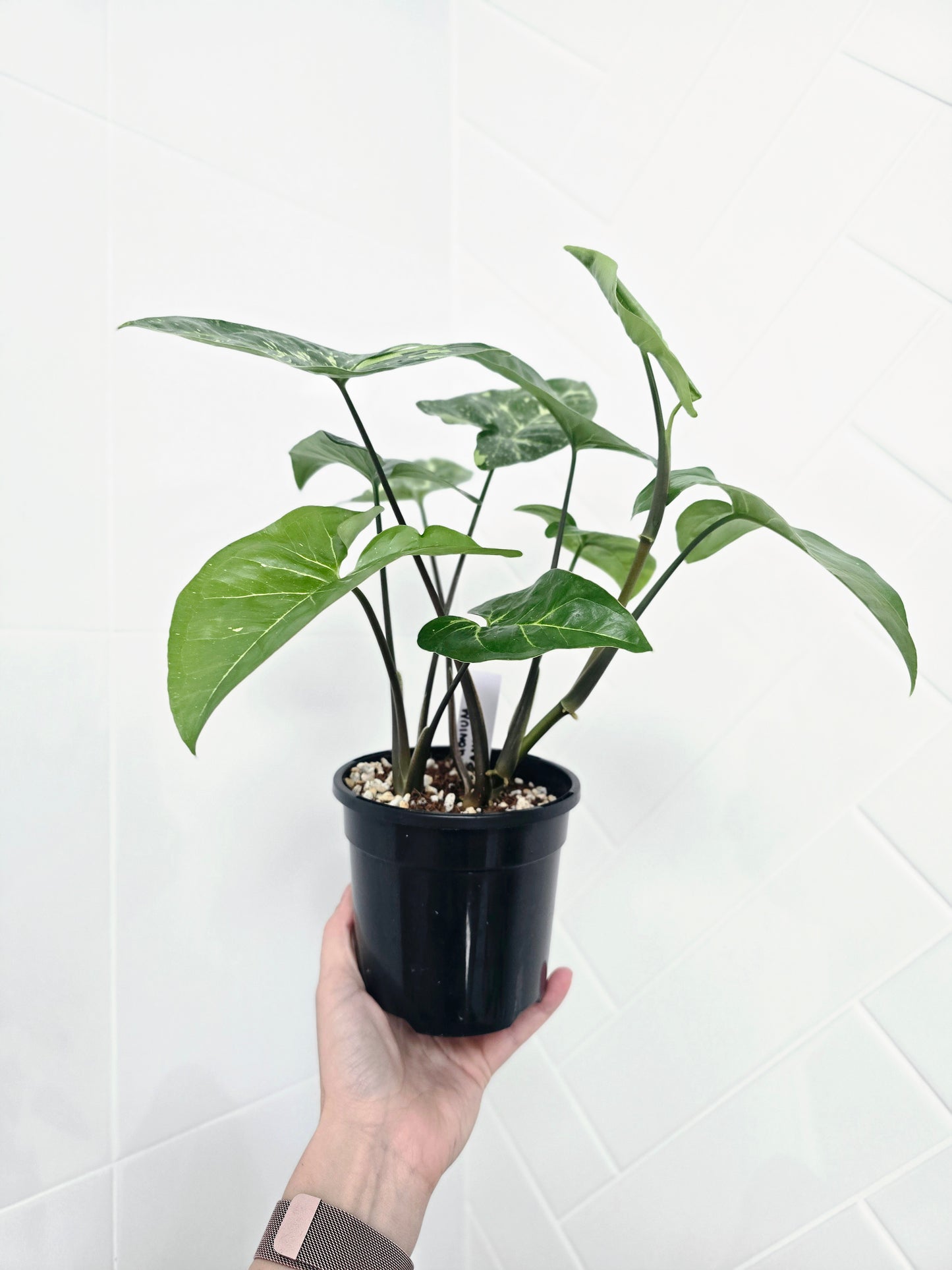 Syngonium Podophyllum 'Panda' - 118mm