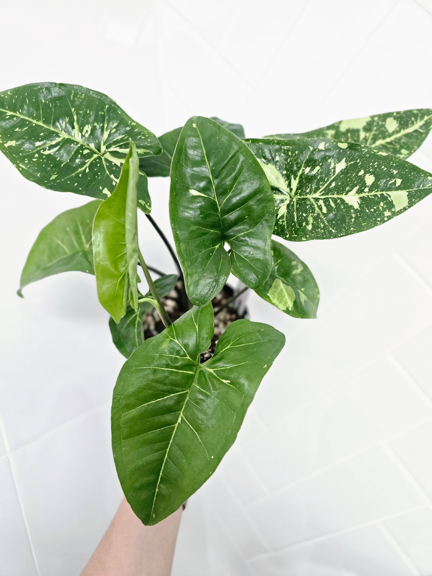 Syngonium Podophyllum 'Panda' - 118mm