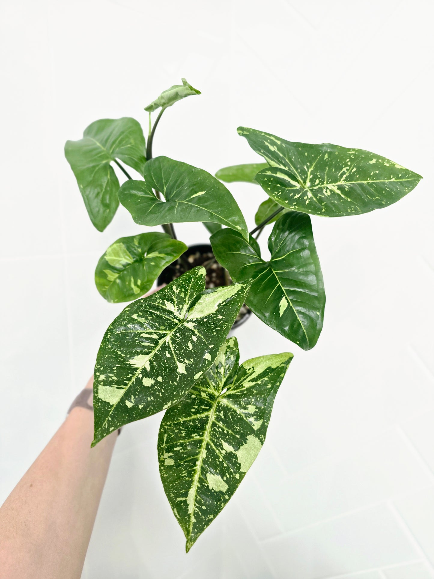 Syngonium Podophyllum 'Panda' - 118mm