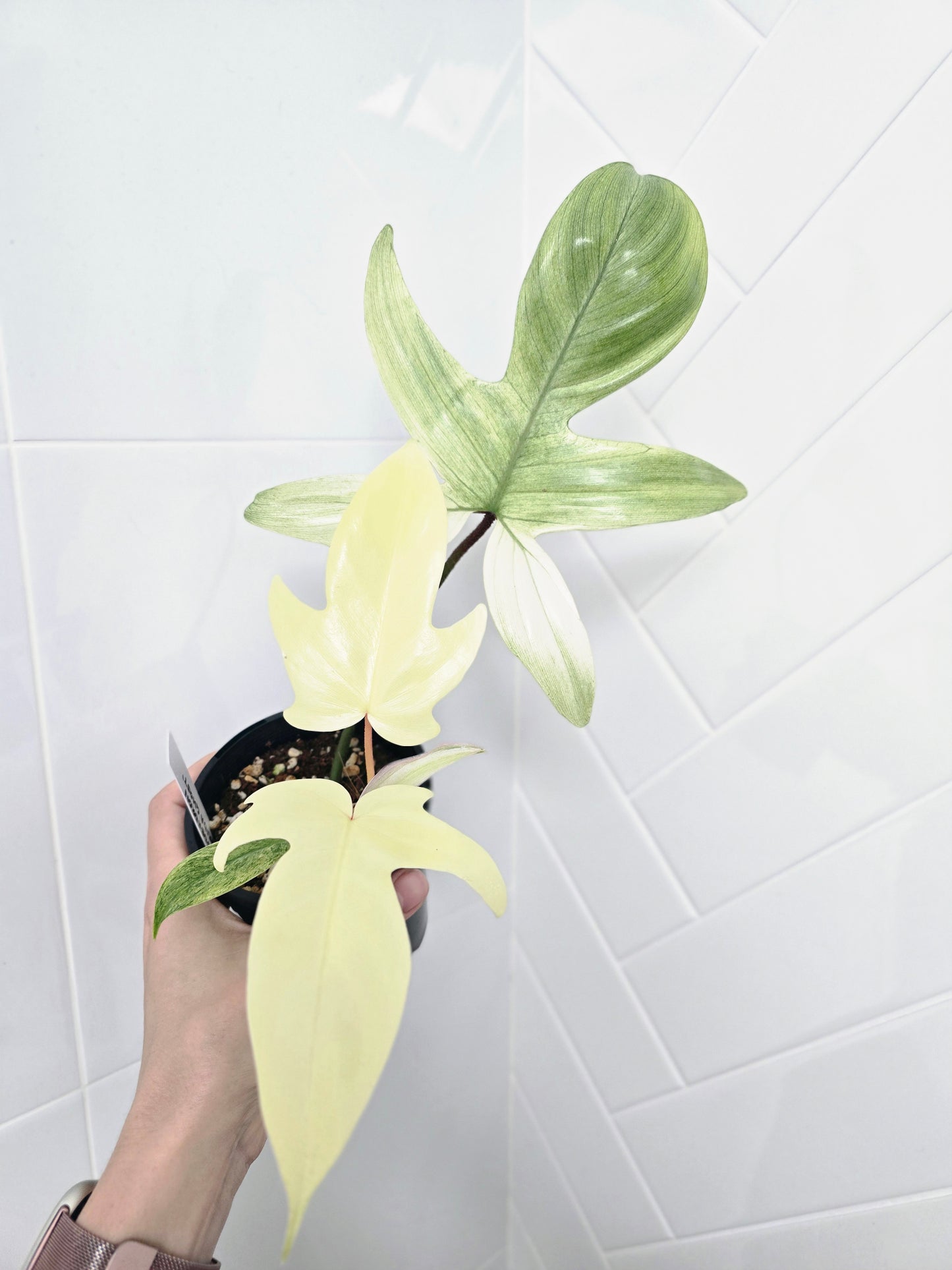 Philodendron Pedatum 'Florida Ghost' - 100mm