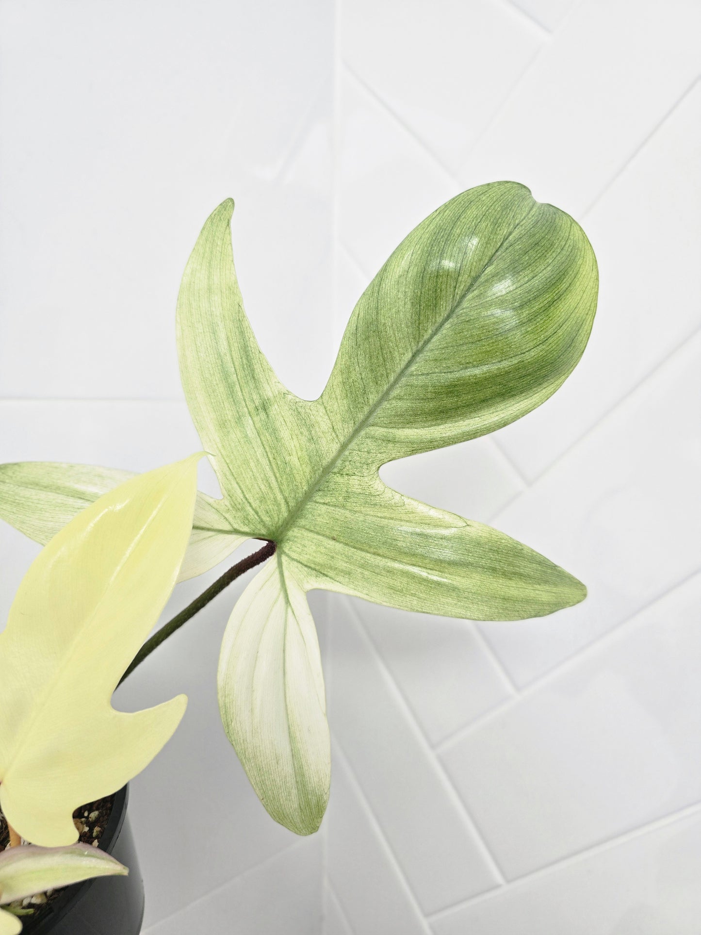 Philodendron Pedatum 'Florida Ghost' - 100mm