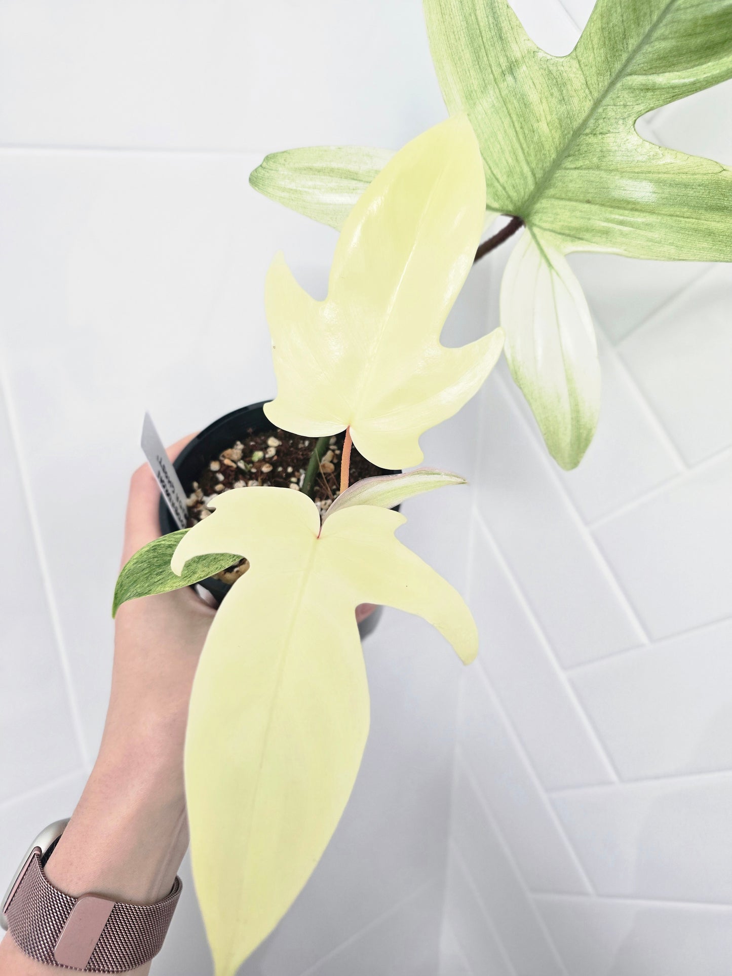 Philodendron Pedatum 'Florida Ghost' - 100mm