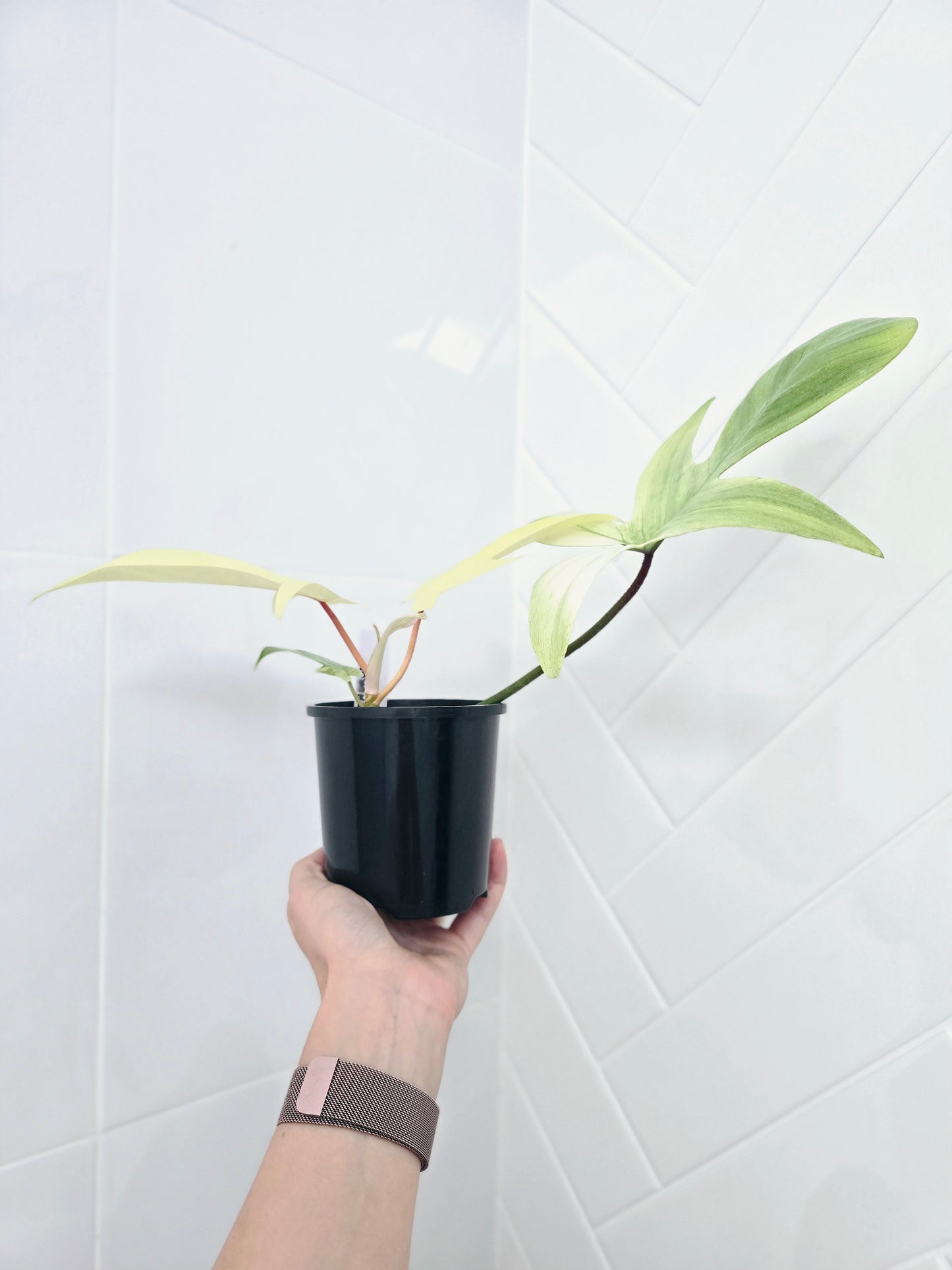 Philodendron Pedatum 'Florida Ghost' - 100mm