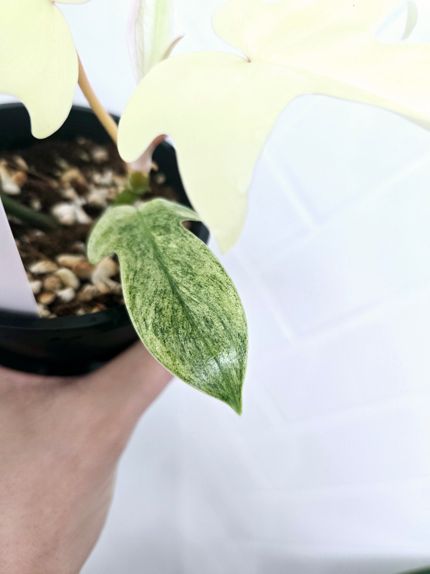 Philodendron Pedatum 'Florida Ghost' - 100mm
