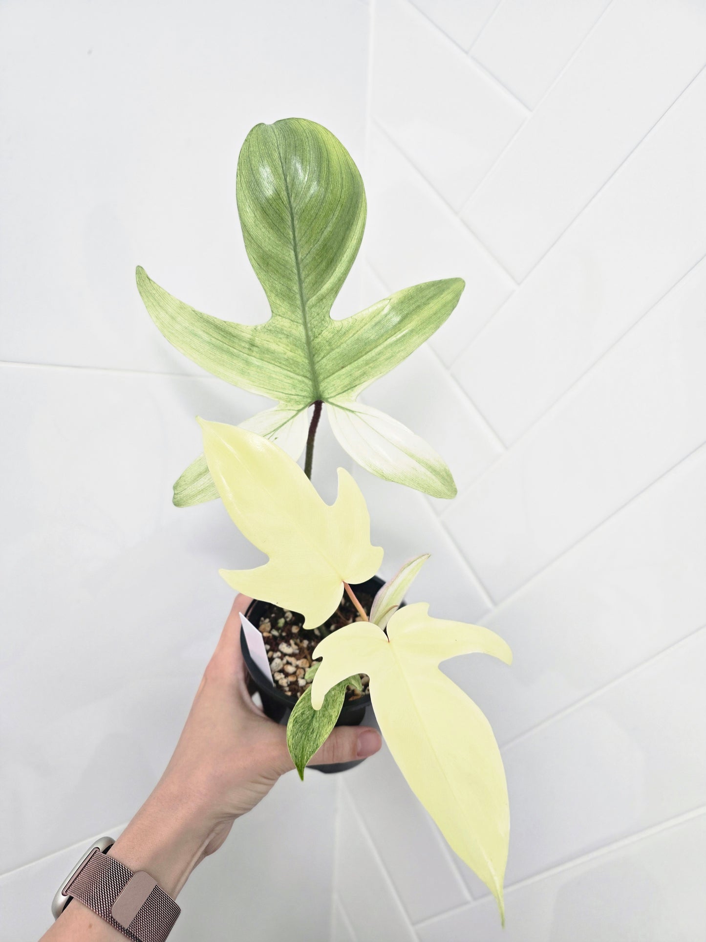 Philodendron Pedatum 'Florida Ghost' - 100mm