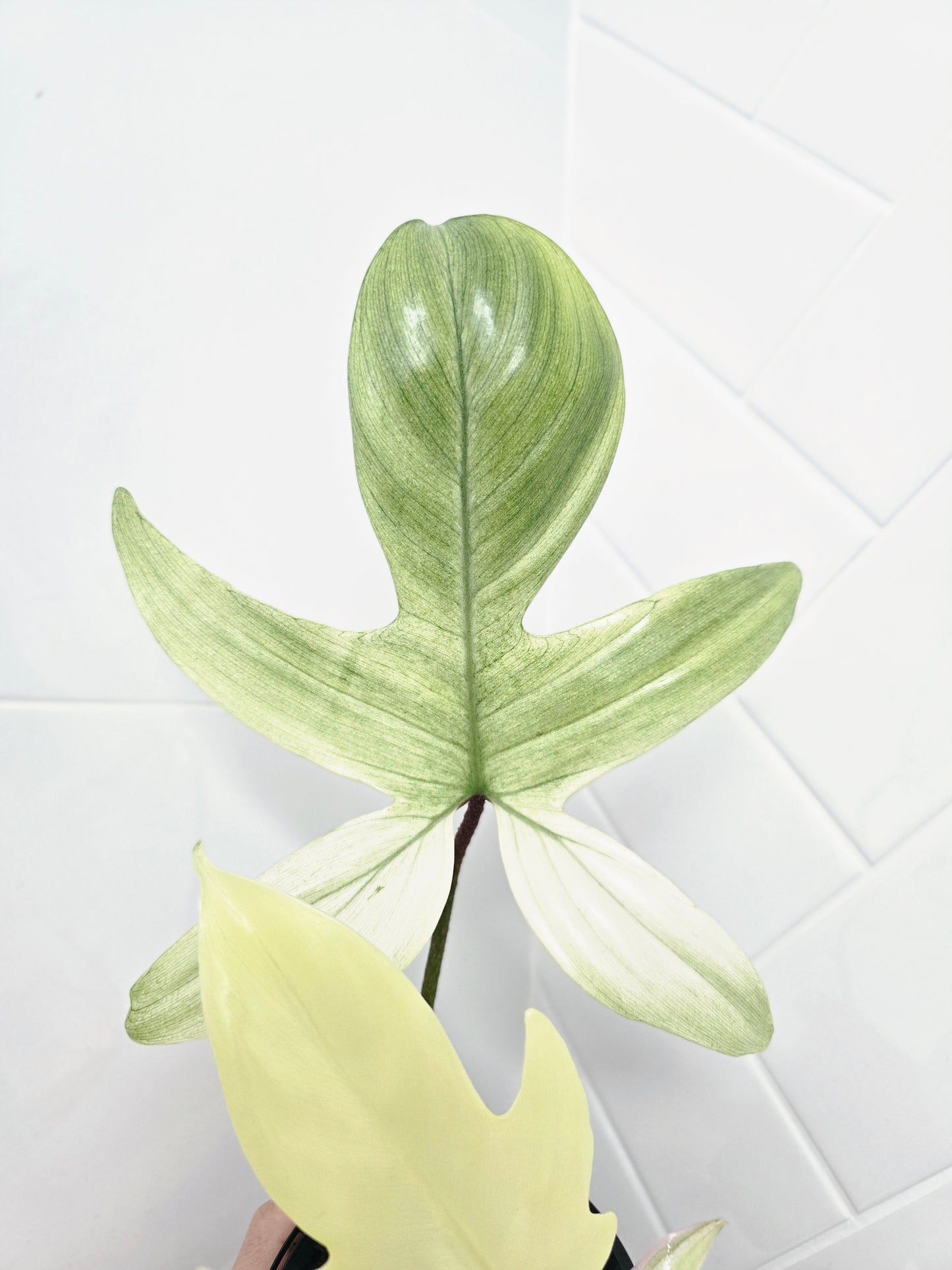 Philodendron Pedatum 'Florida Ghost' - 100mm