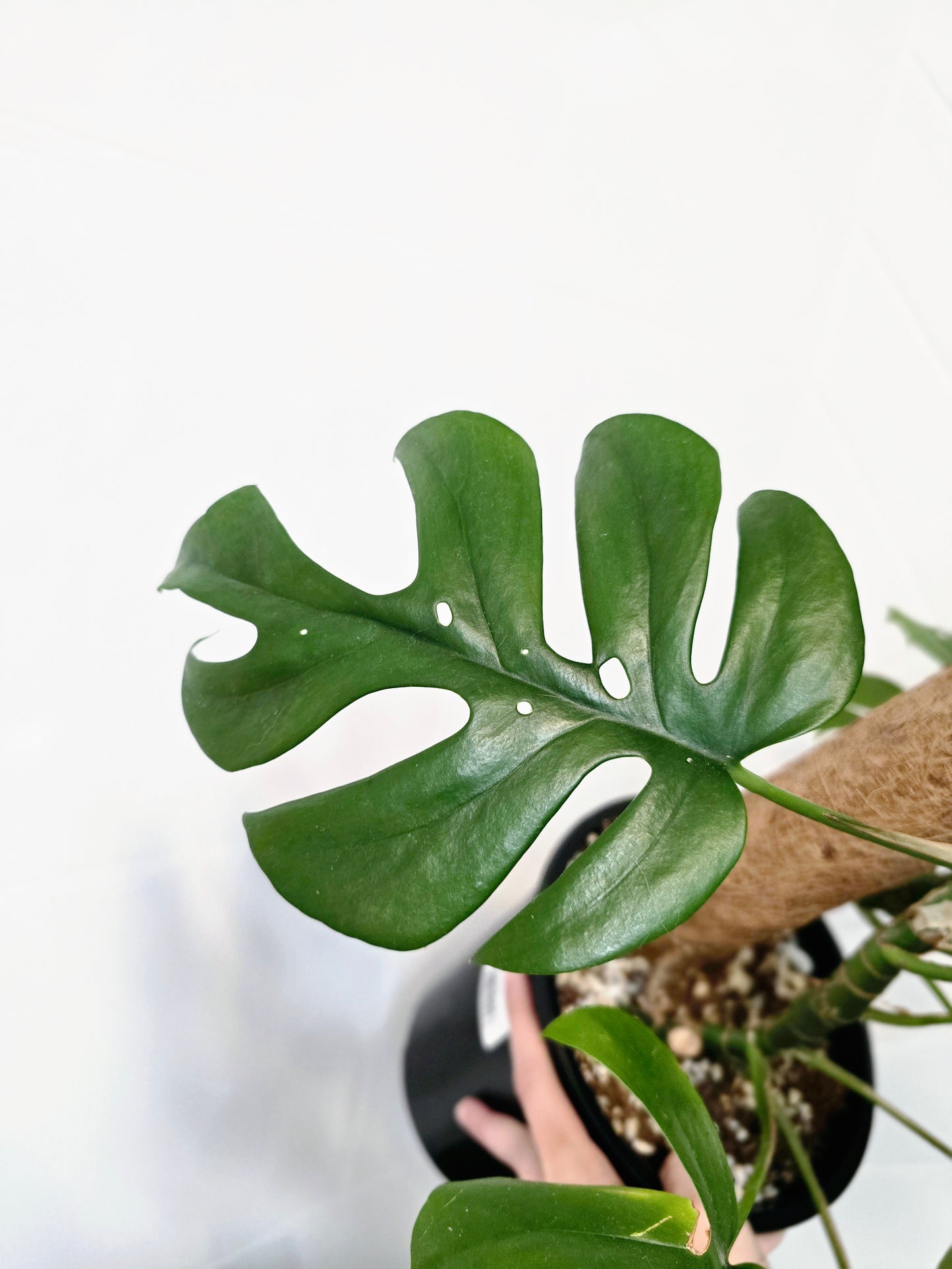 Rhaphidophora Tetrasperma Totem - 180mm