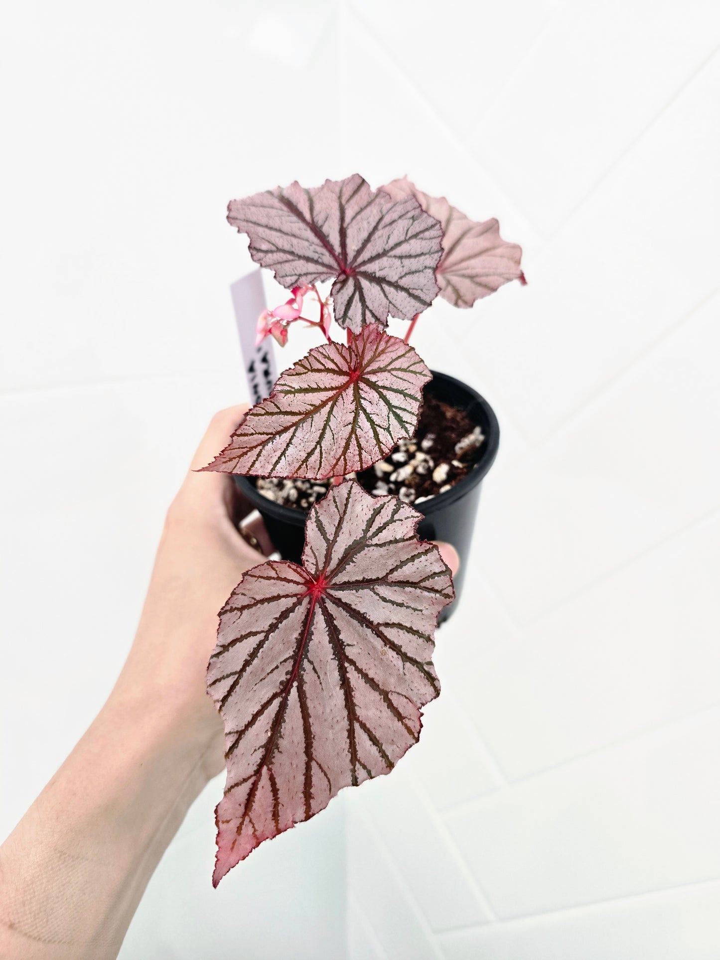 Begonia Maculata 'Ashura' - 100mm