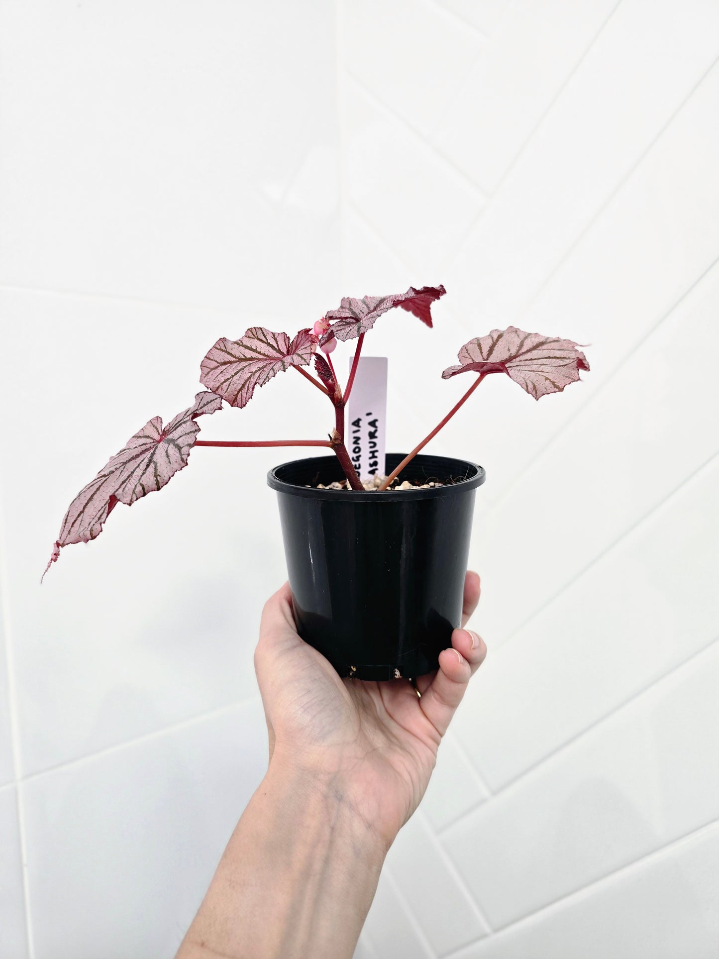 Begonia Maculata 'Ashura' - 100mm