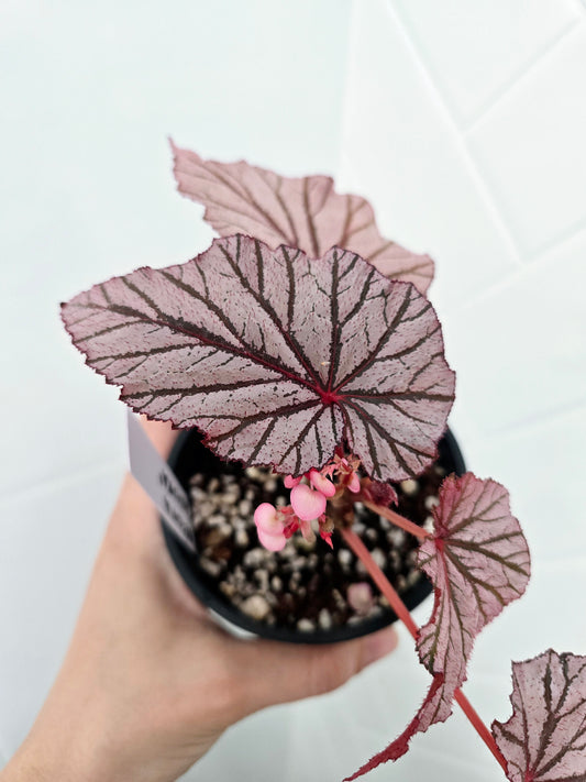 Begonia Maculata 'Ashura' - 100mm