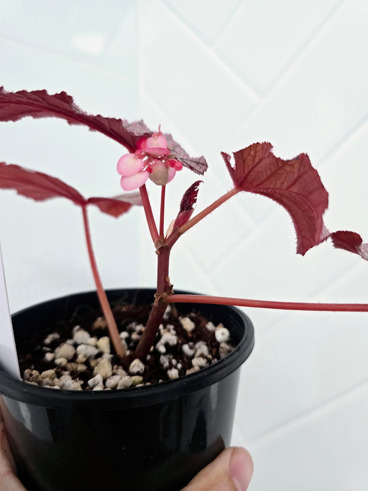 Begonia Maculata 'Ashura' - 100mm
