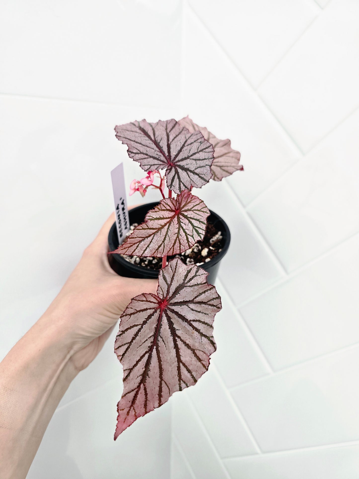 Begonia Maculata 'Ashura' - 100mm