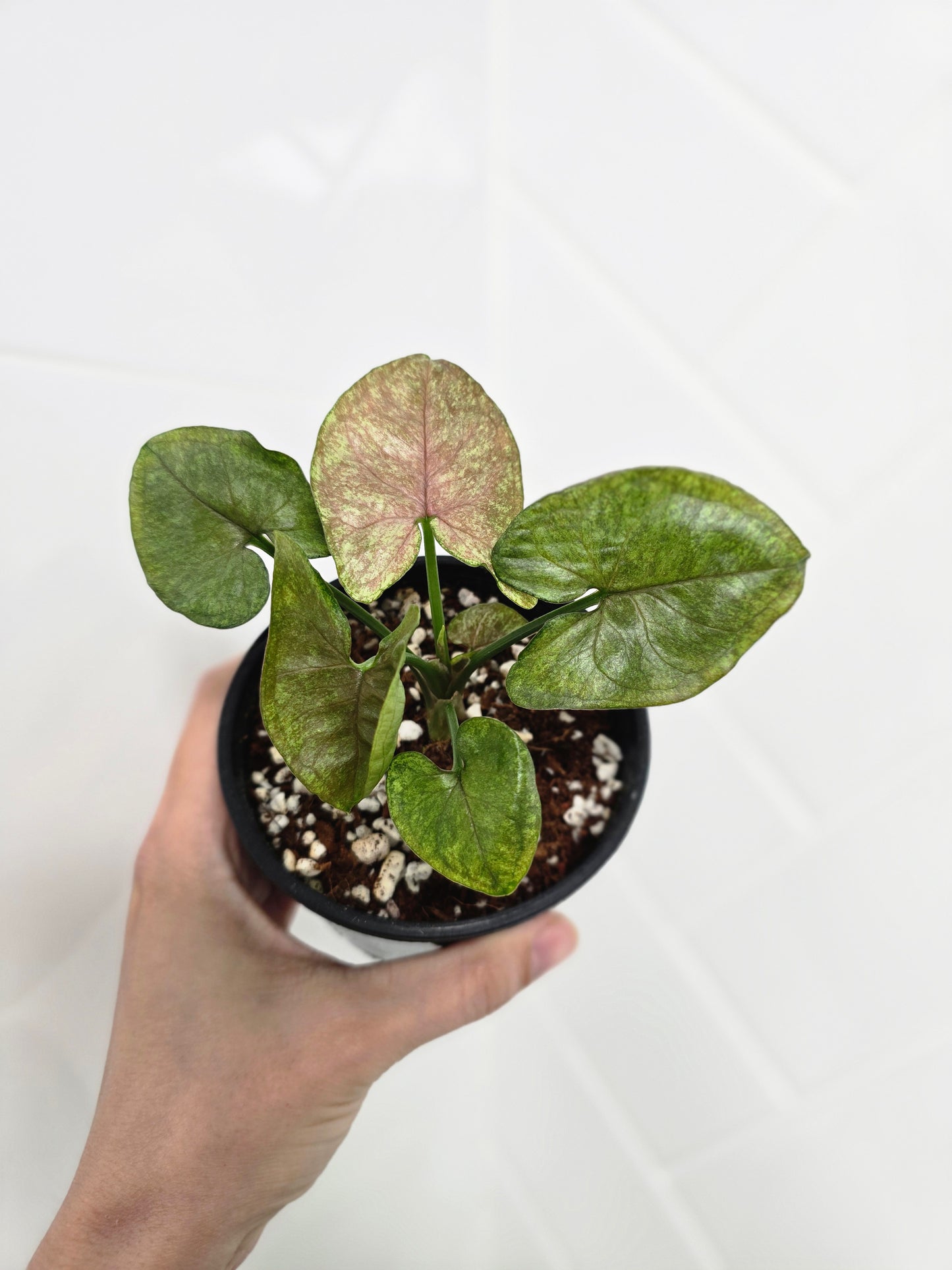 Syngonium Podophyllum 'Matcha Sprinkle' - 100mm