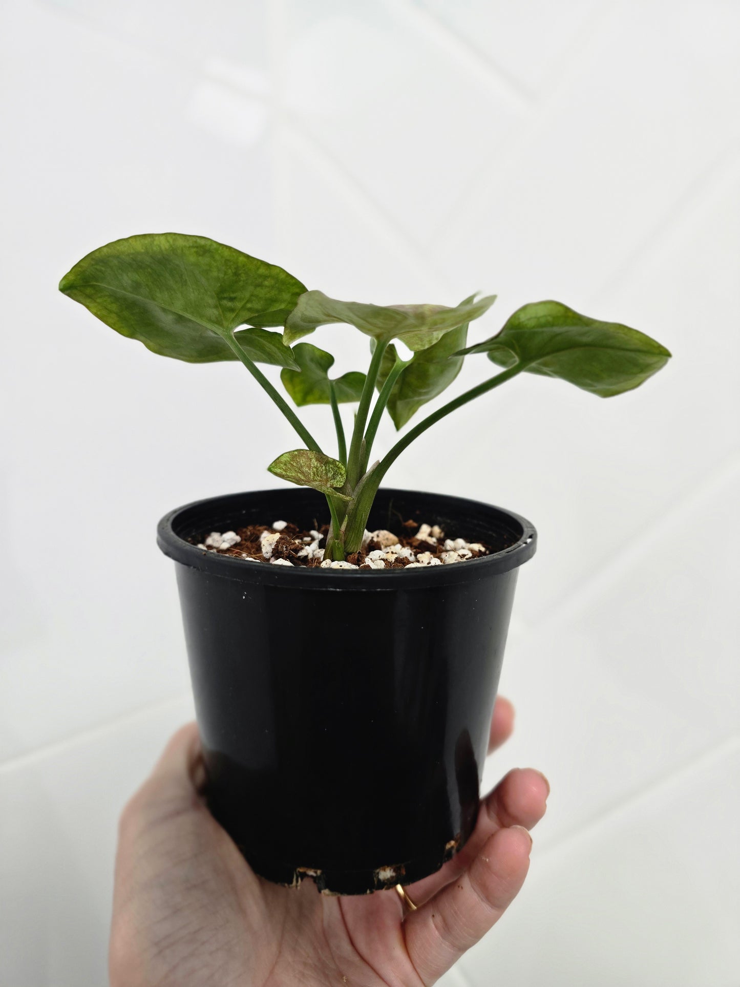 Syngonium Podophyllum 'Matcha Sprinkle' - 100mm