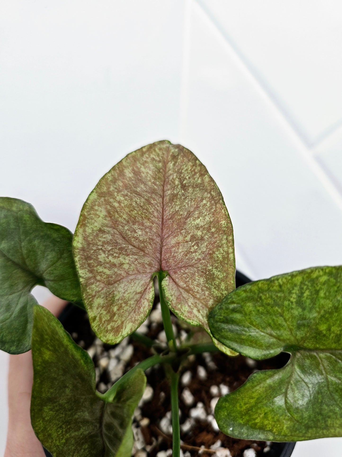 Syngonium Podophyllum 'Matcha Sprinkle' - 100mm