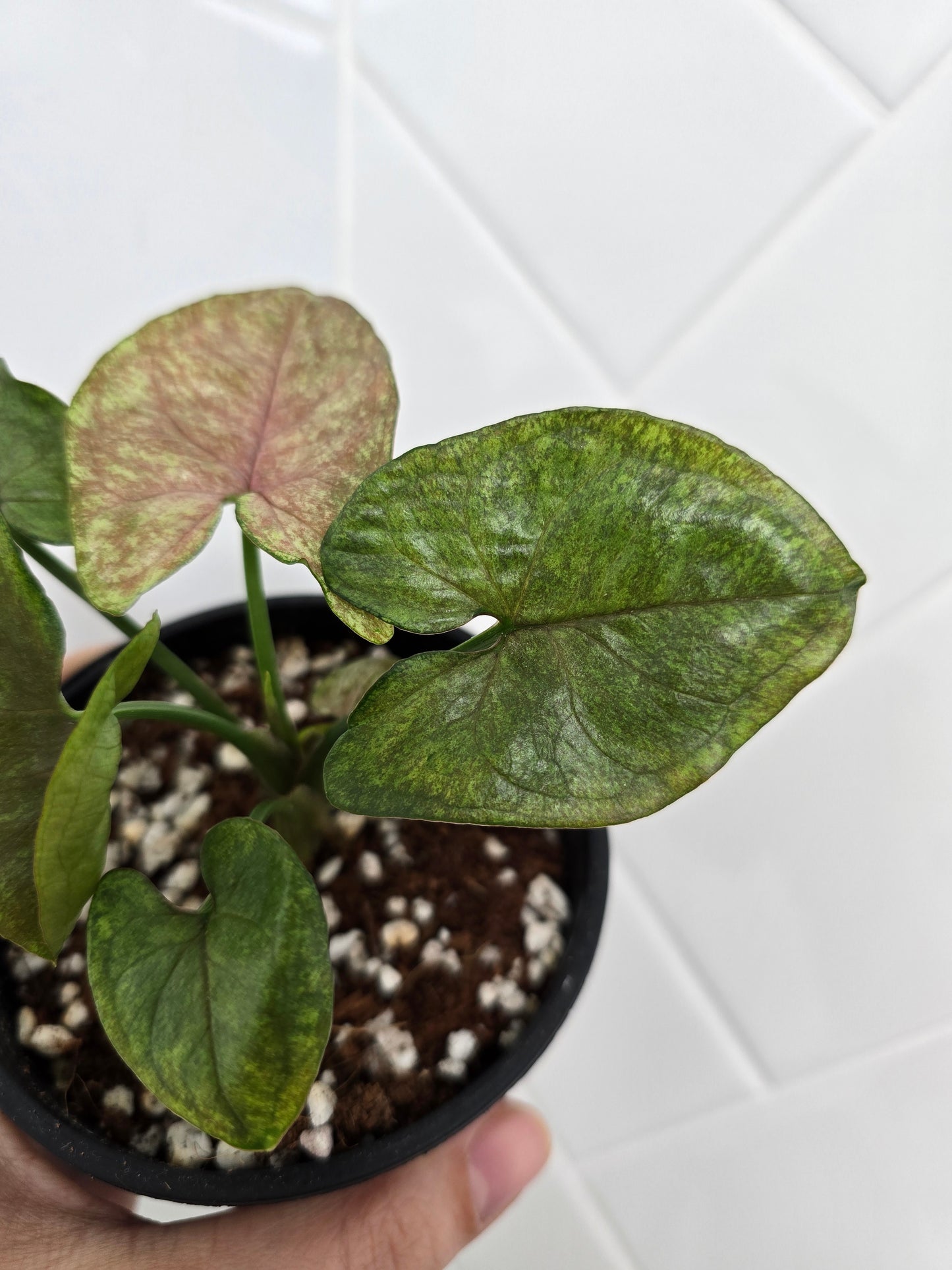 Syngonium Podophyllum 'Matcha Sprinkle' - 100mm
