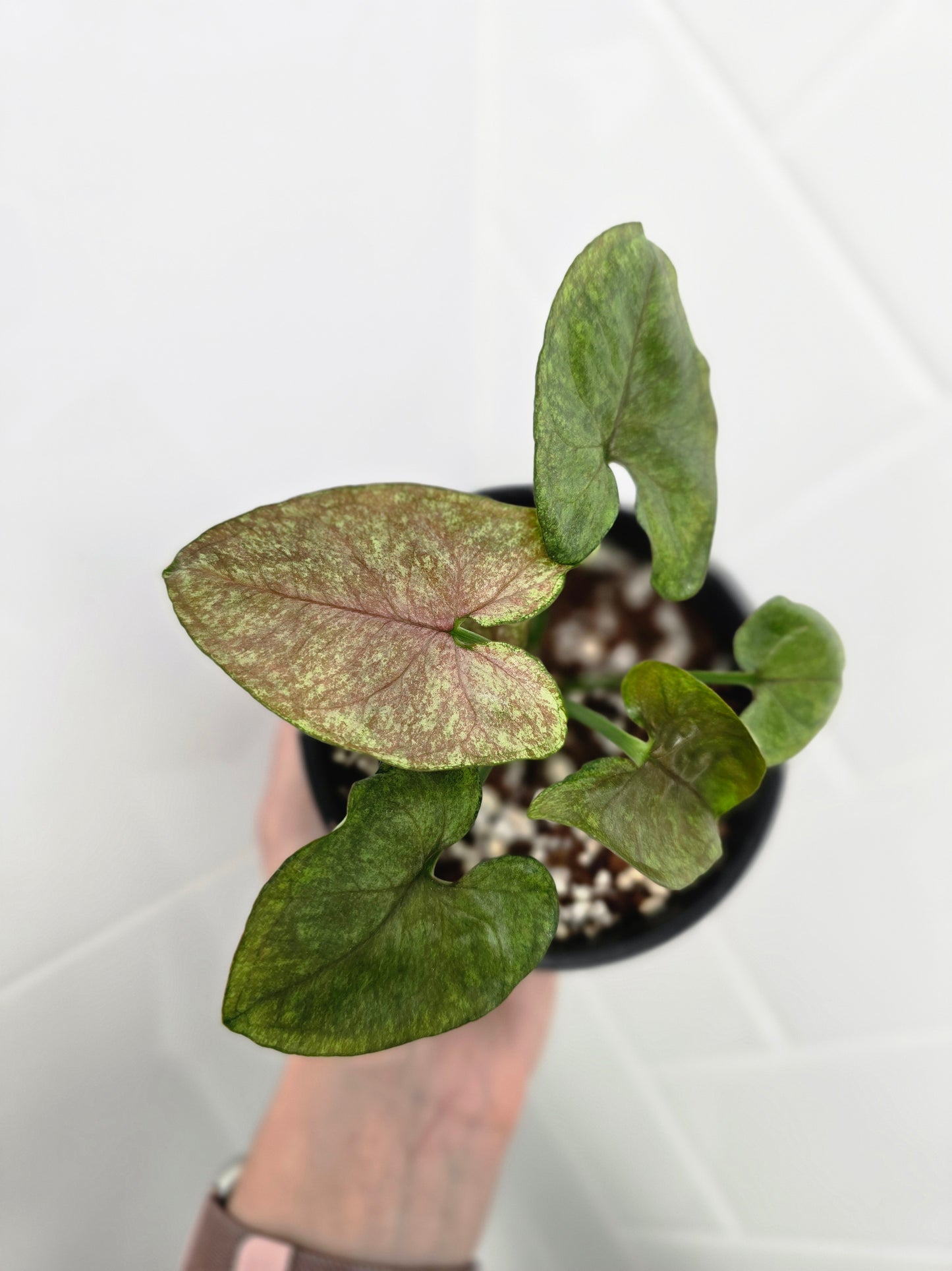 Syngonium Podophyllum 'Matcha Sprinkle' - 100mm