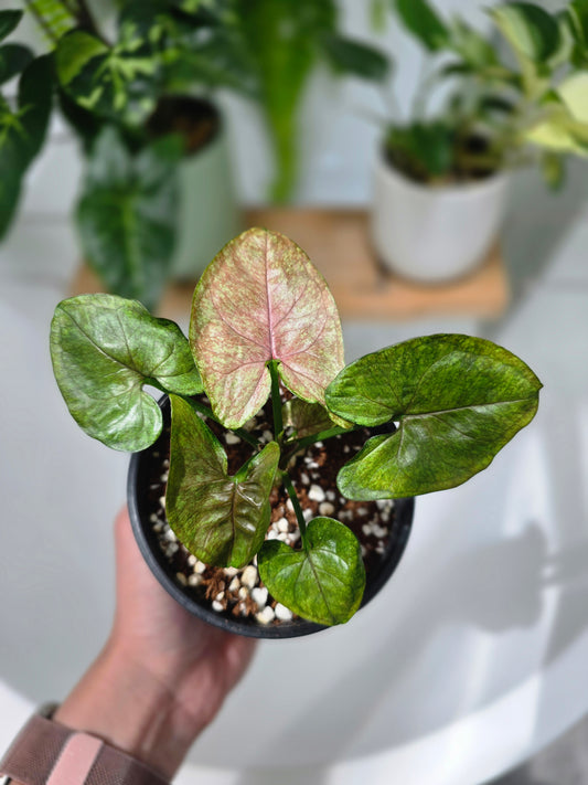 Syngonium Podophyllum 'Matcha Sprinkle' - 100mm