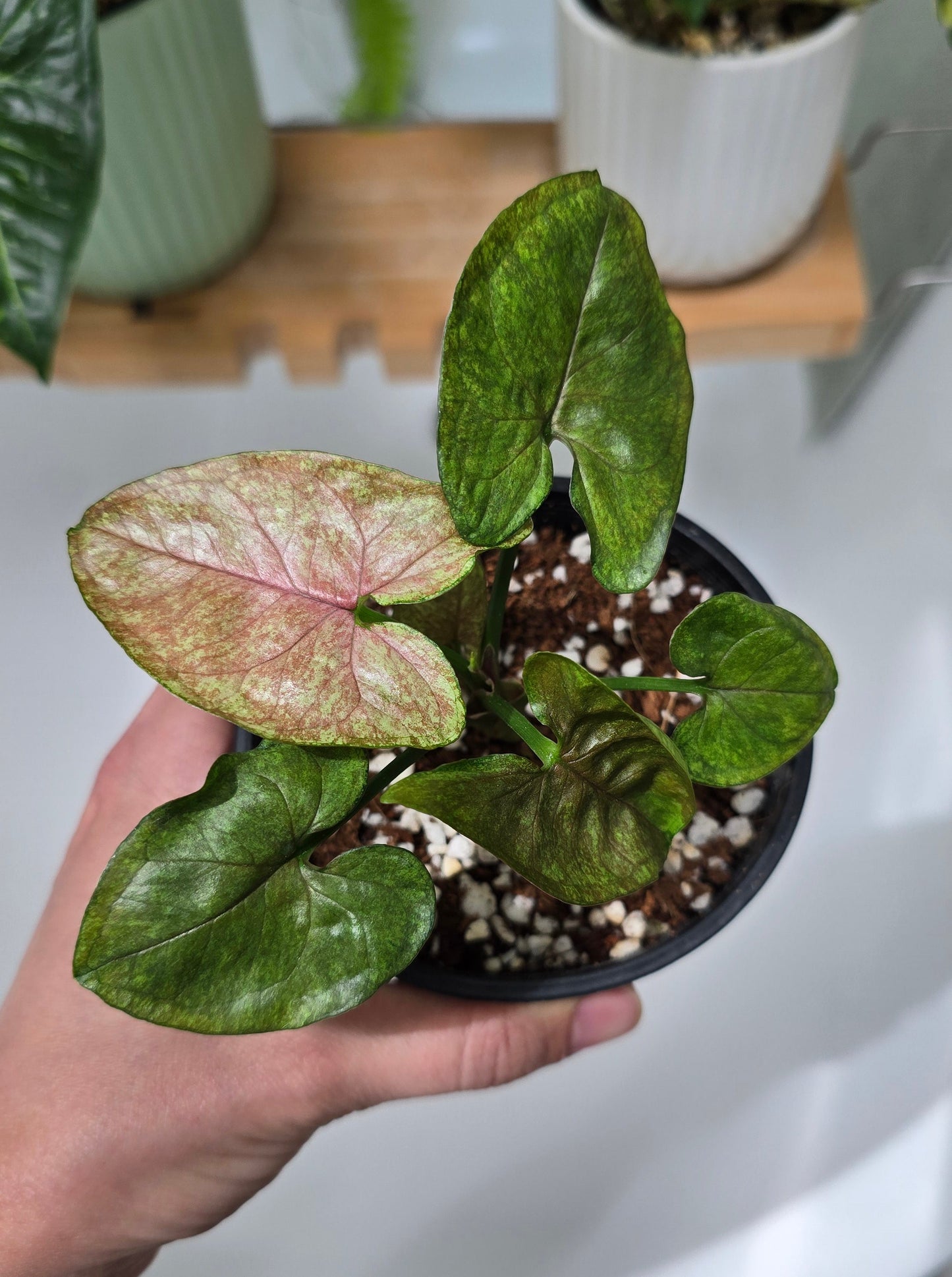 Syngonium Podophyllum 'Matcha Sprinkle' - 100mm