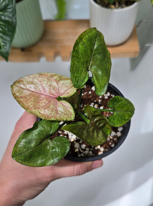 Syngonium Podophyllum 'Matcha Sprinkle' - 100mm