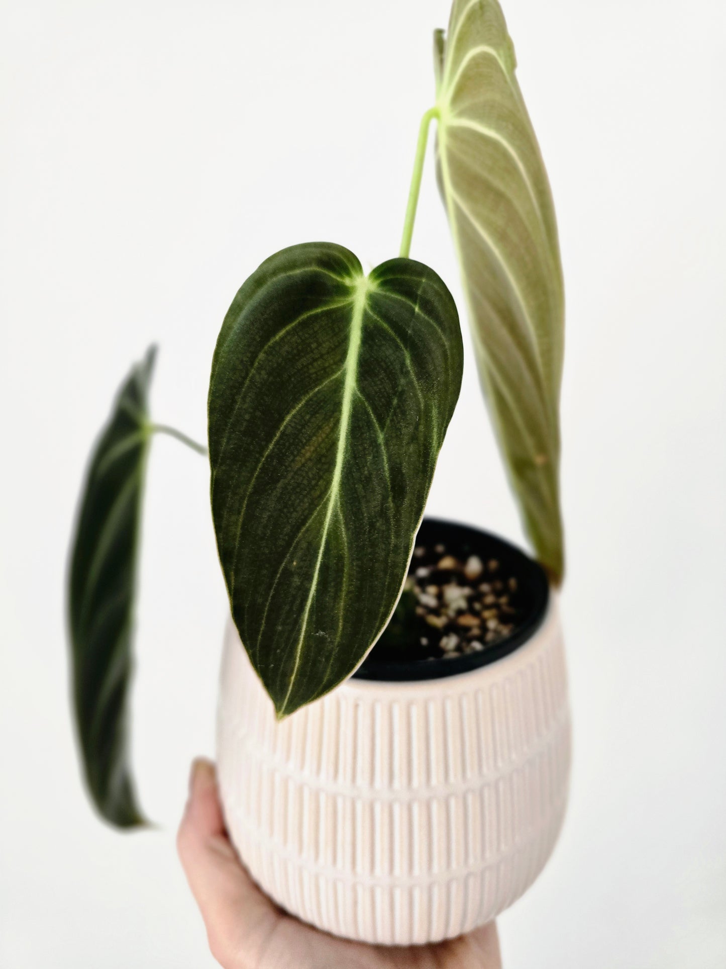 Philodendron 'Melanochrysum' - 100mm