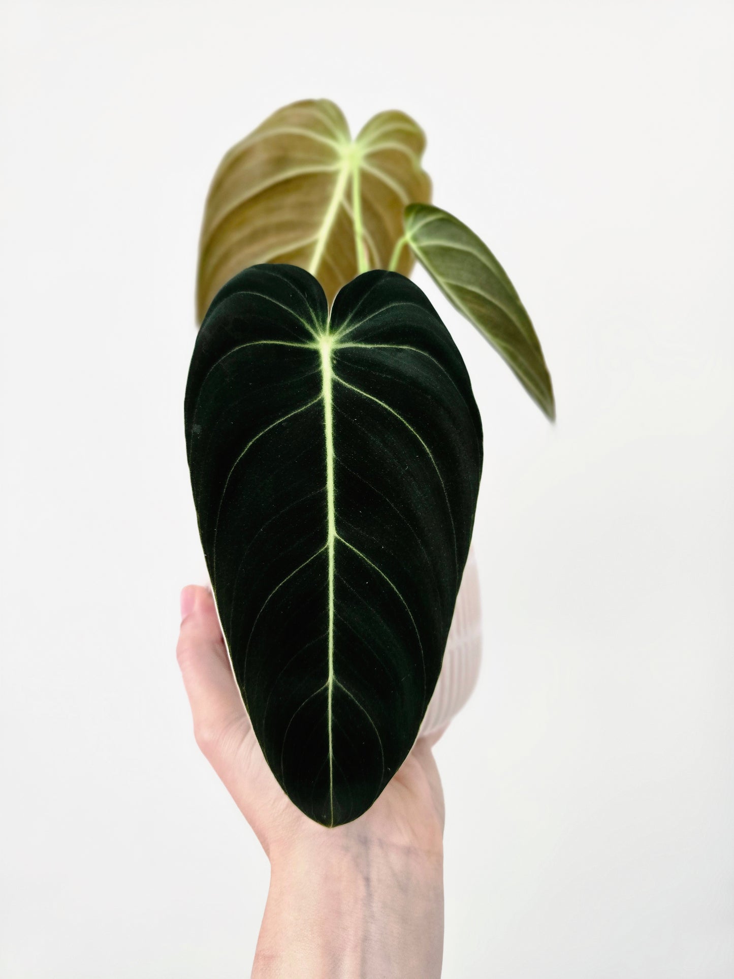 Philodendron 'Melanochrysum' - 100mm