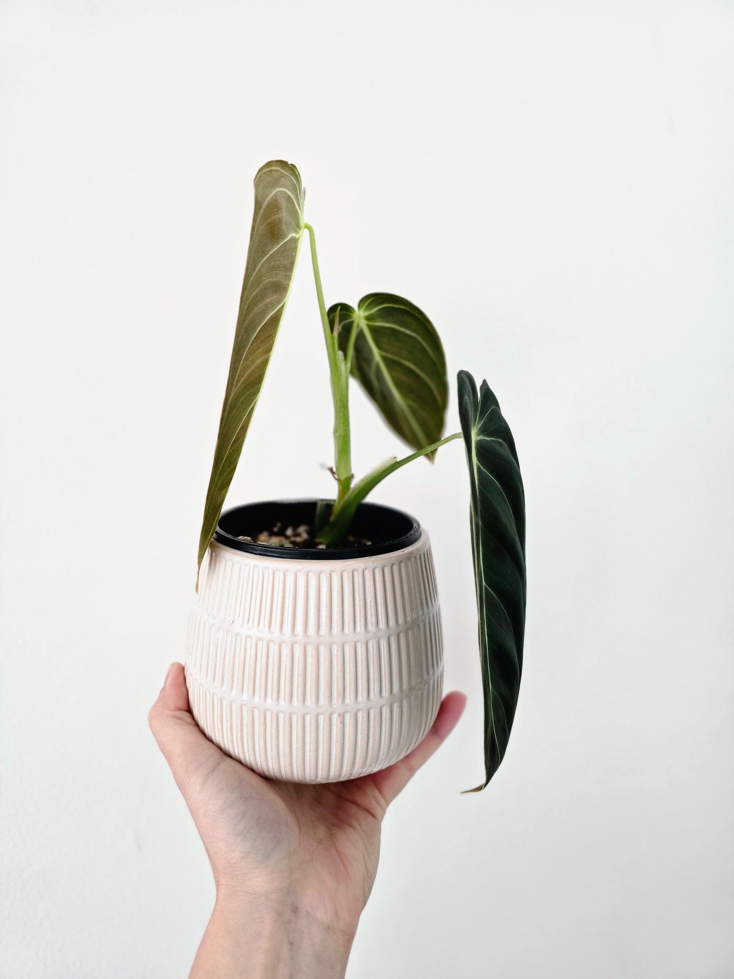 Philodendron 'Melanochrysum' - 100mm