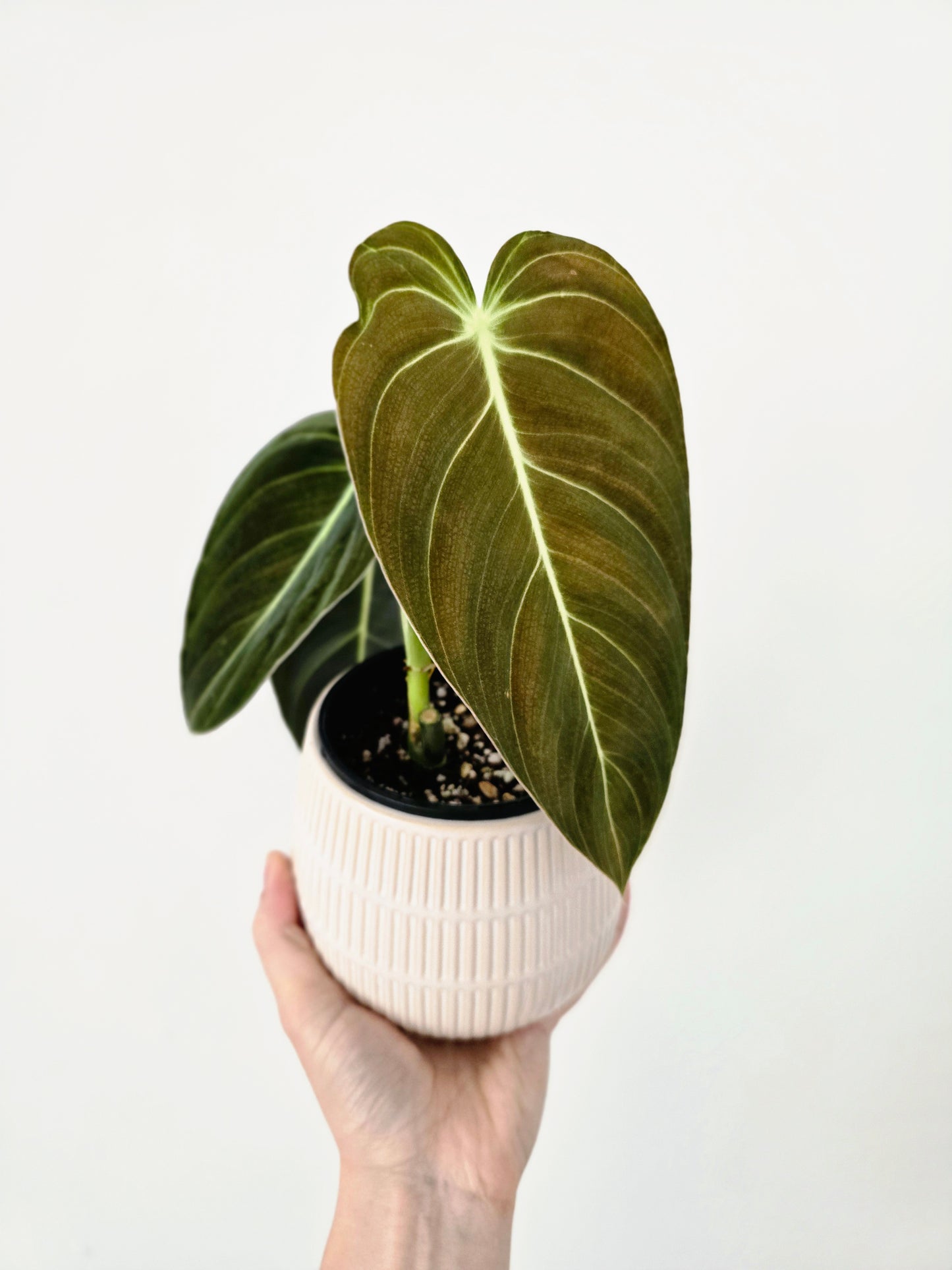 Philodendron 'Melanochrysum' - 100mm