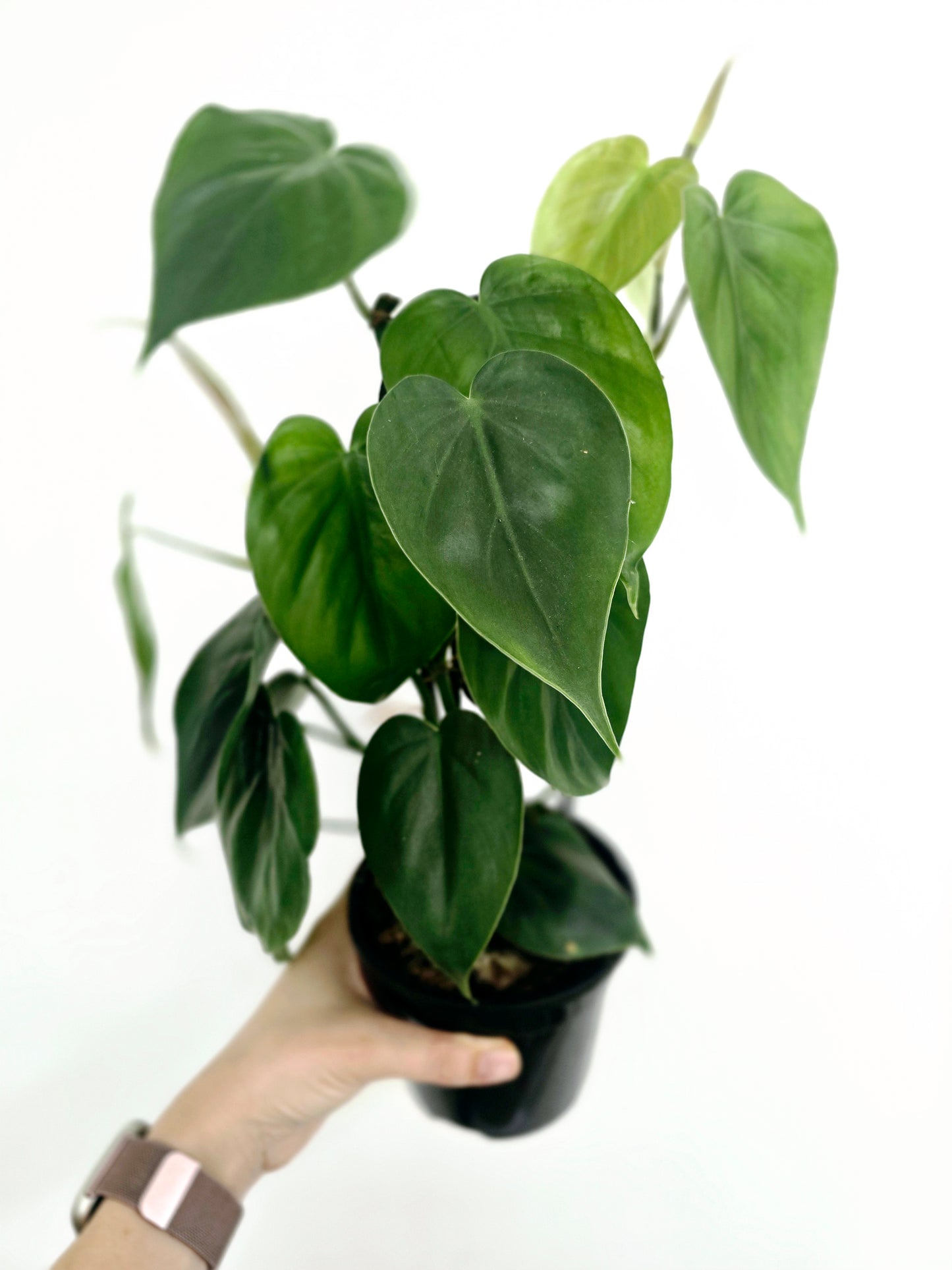 Philodendron Cordatum 'Heart Leaf' - 118mm