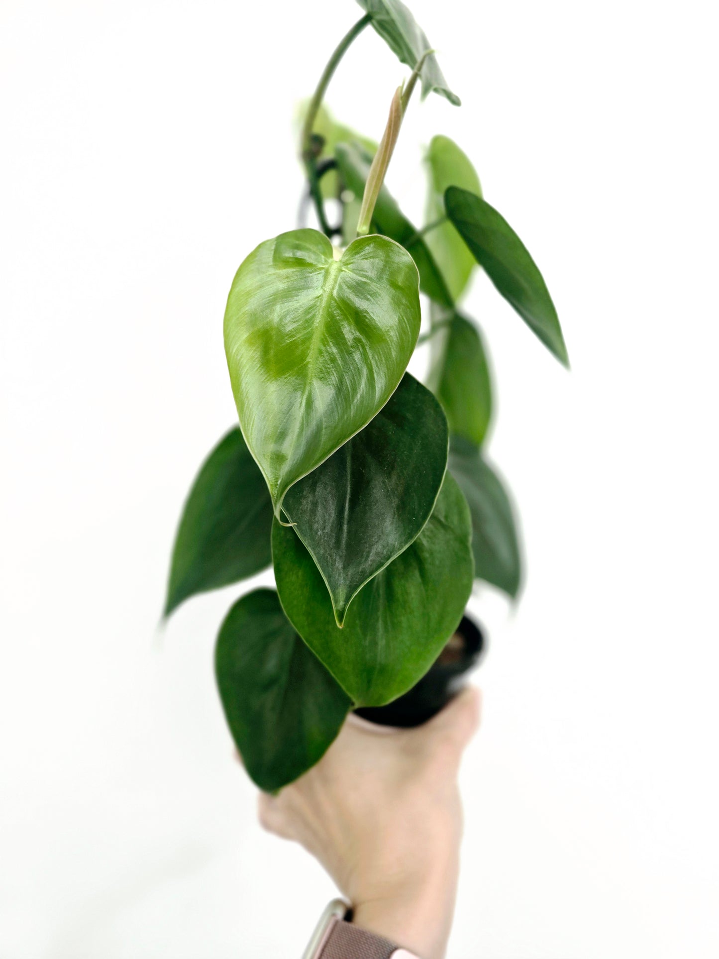 Philodendron Cordatum 'Heart Leaf' - 118mm