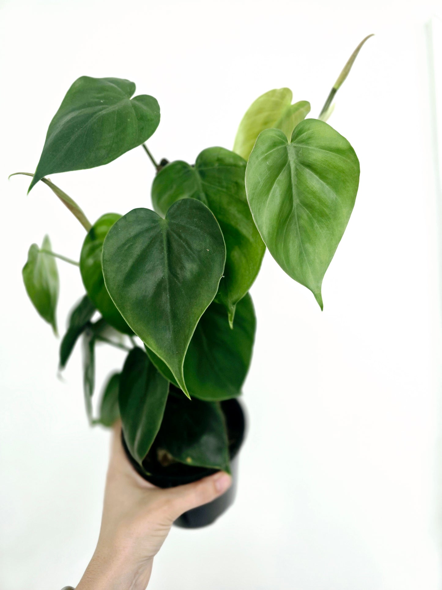 Philodendron Cordatum 'Heart Leaf' - 118mm