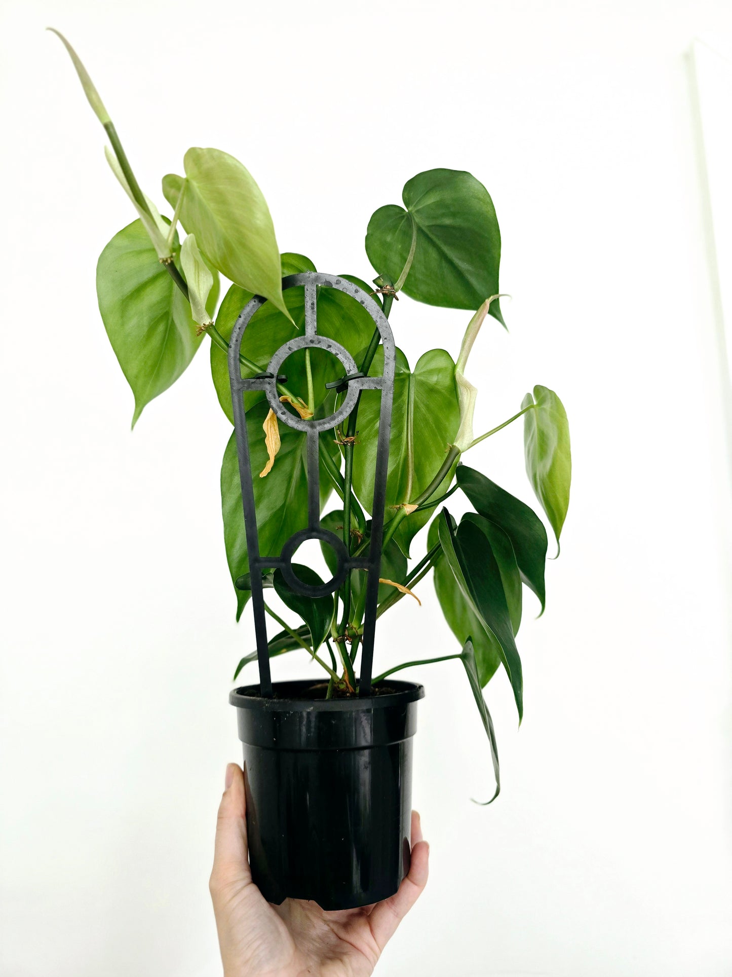 Philodendron Cordatum 'Heart Leaf' - 118mm