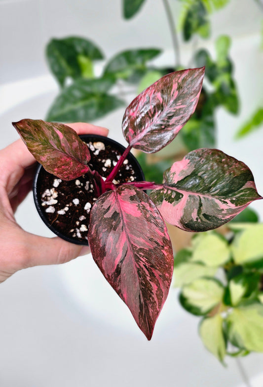 Philodendron Erubescens 'Pink Galaxy' - 80mm