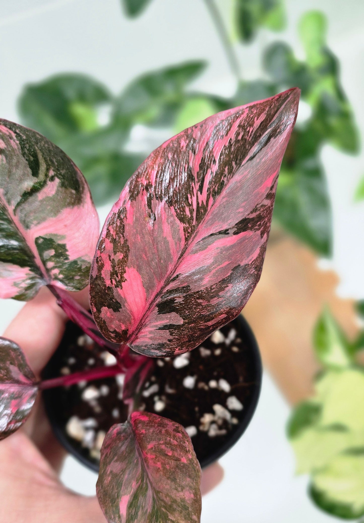 Philodendron Erubescens 'Pink Galaxy' - 80mm