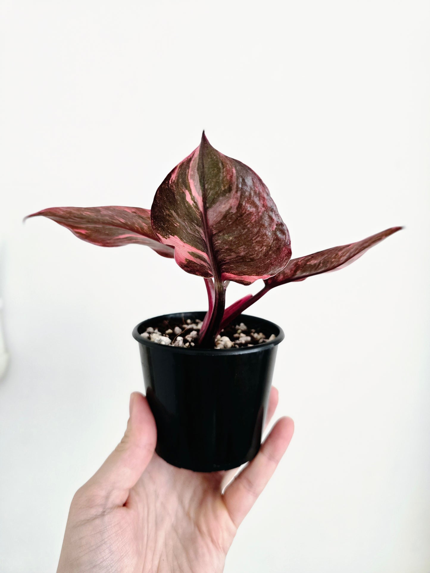 Philodendron Erubescens 'Pink Galaxy' - 80mm