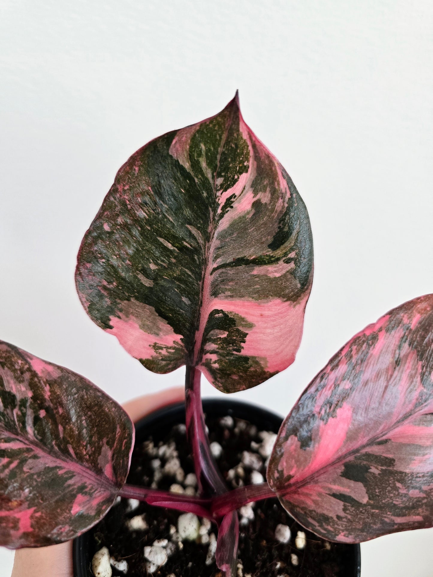 Philodendron Erubescens 'Pink Galaxy' - 80mm