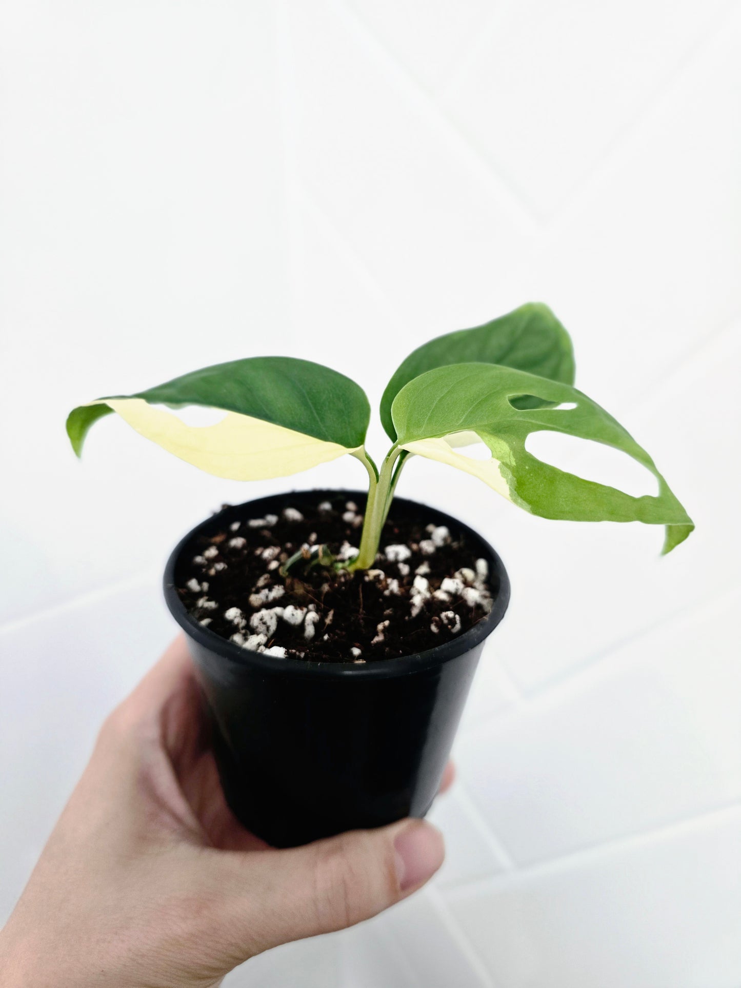 Monstera Adansonii Variegata 'Albo' - 80mm