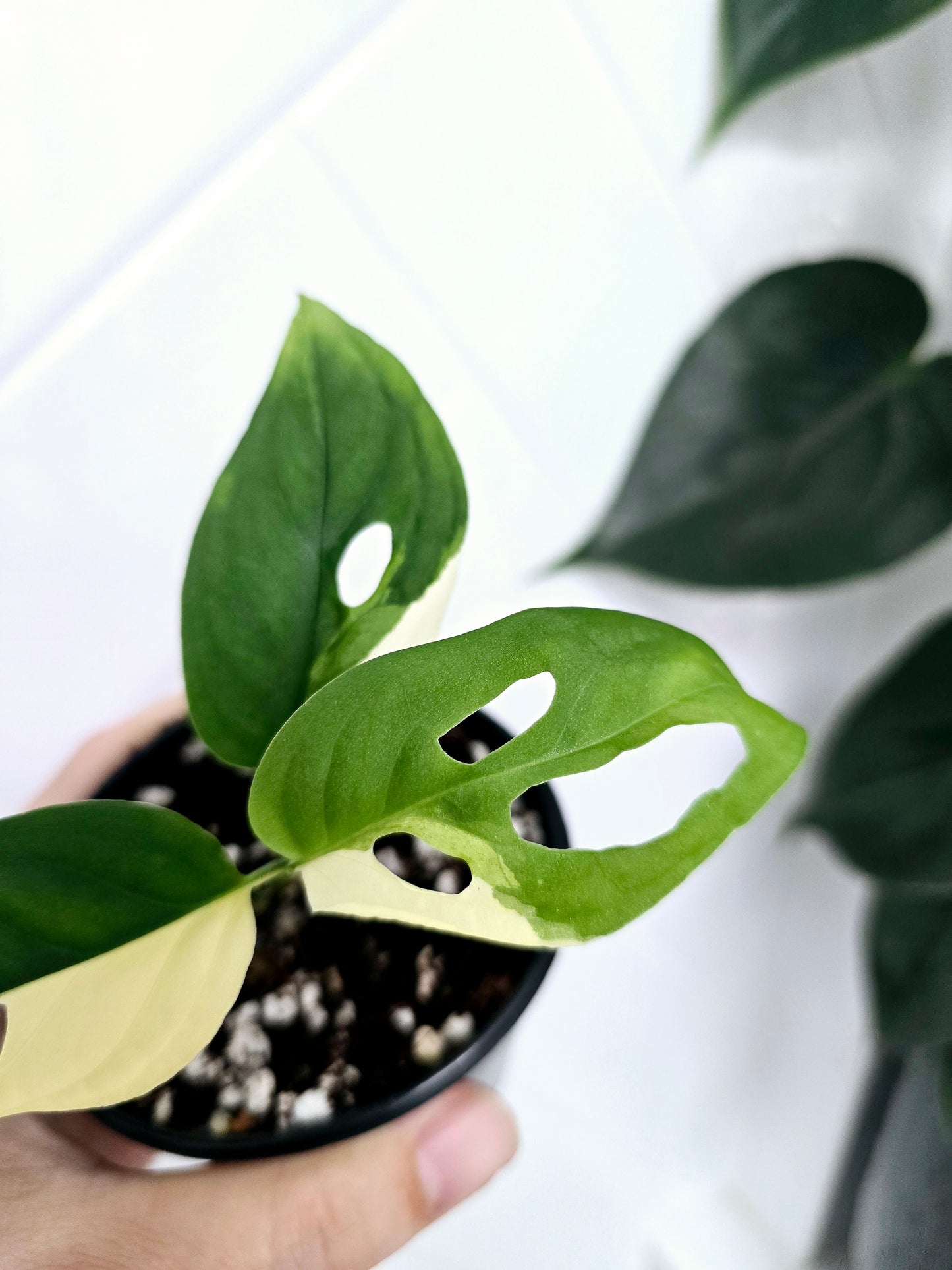 Monstera Adansonii Variegata 'Albo' - 80mm