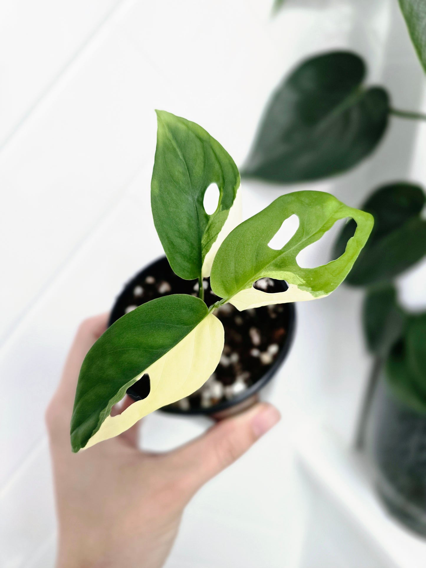 Monstera Adansonii Variegata 'Albo' - 80mm