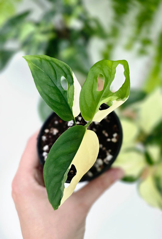 Monstera Adansonii Variegata 'Albo' - 80mm