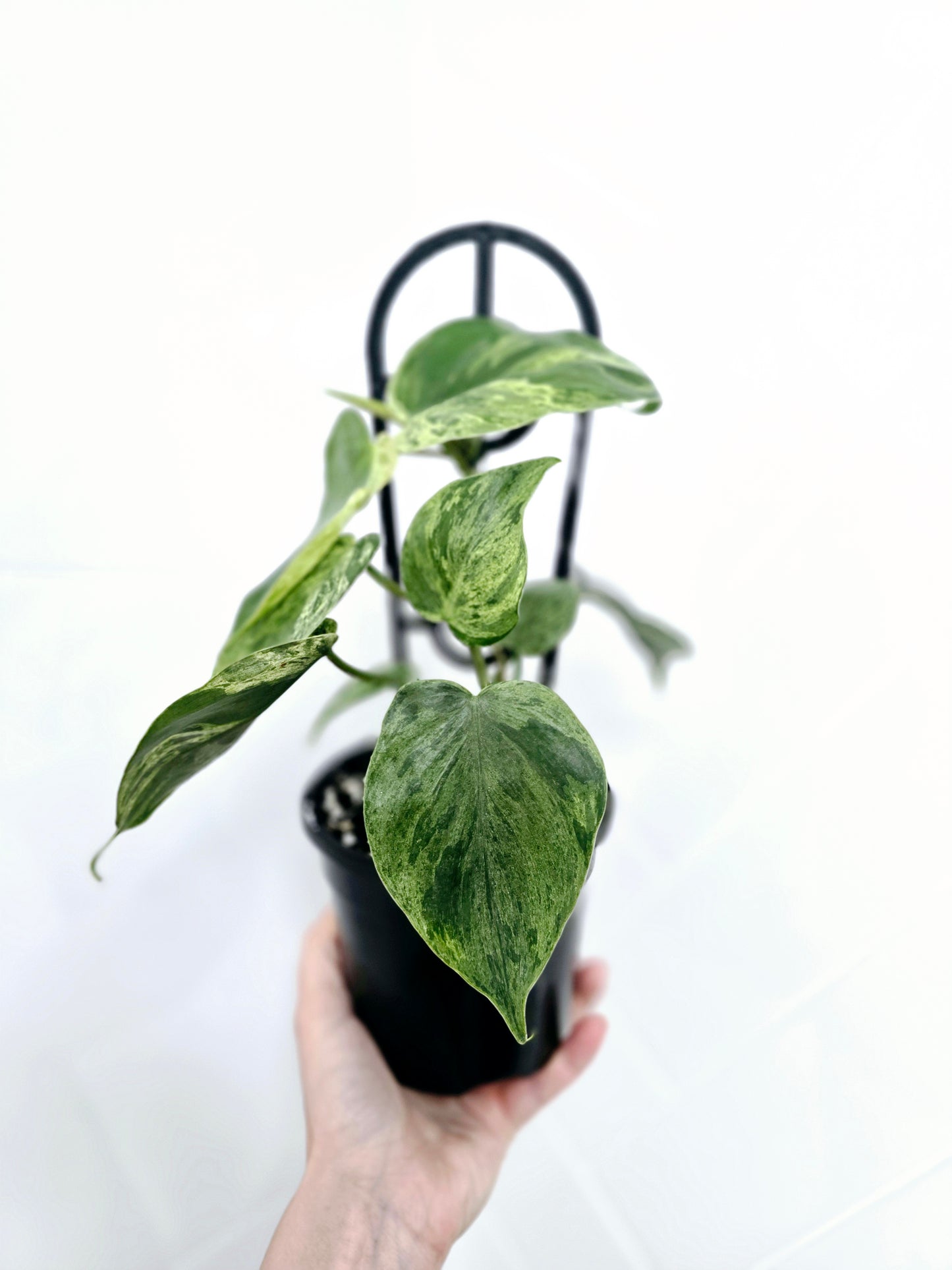 Philodendron Hederaceum 'Variegated Heart Leaf' Ladder - 118mm