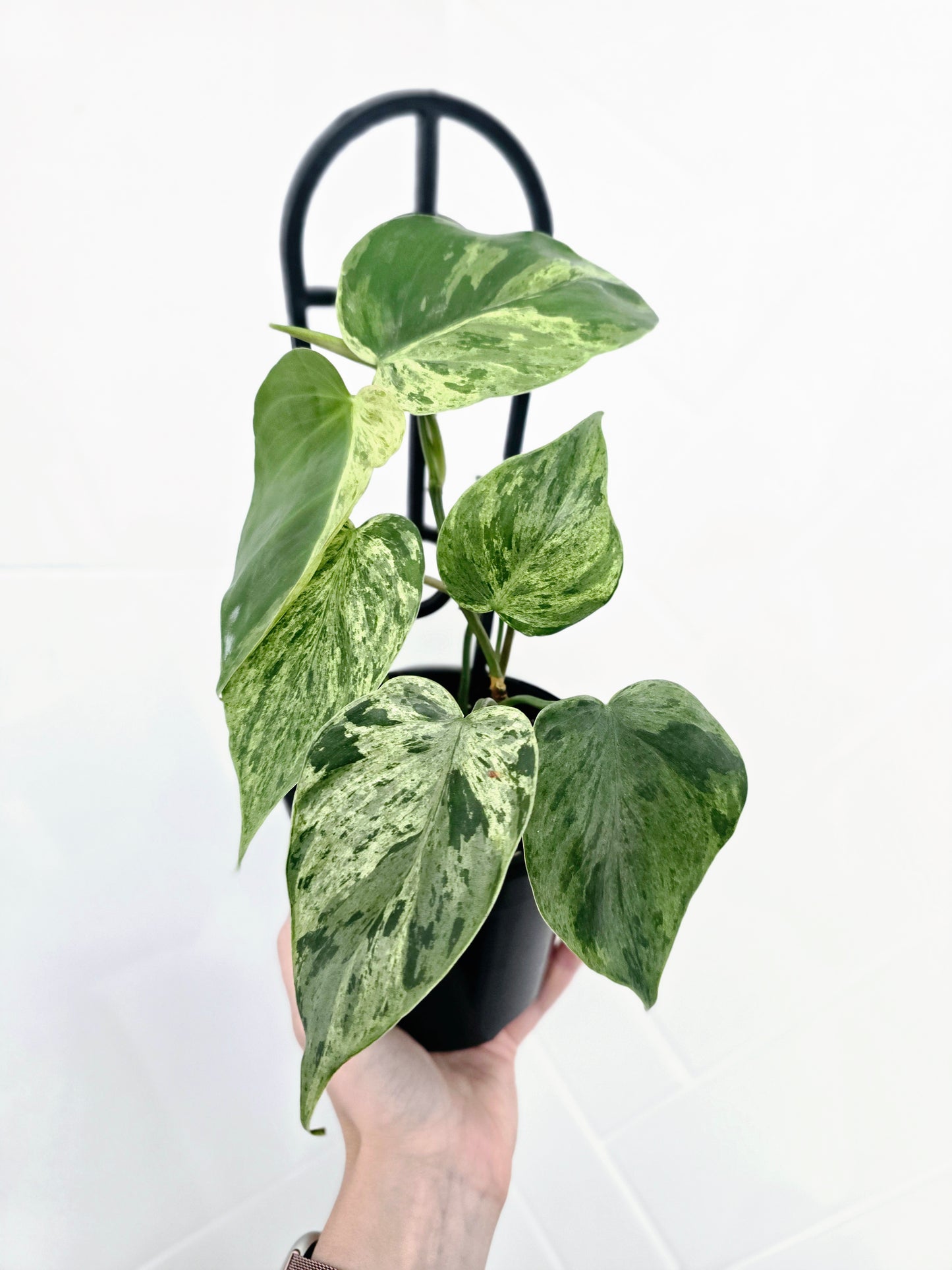 Philodendron Hederaceum 'Variegated Heart Leaf' Ladder - 118mm