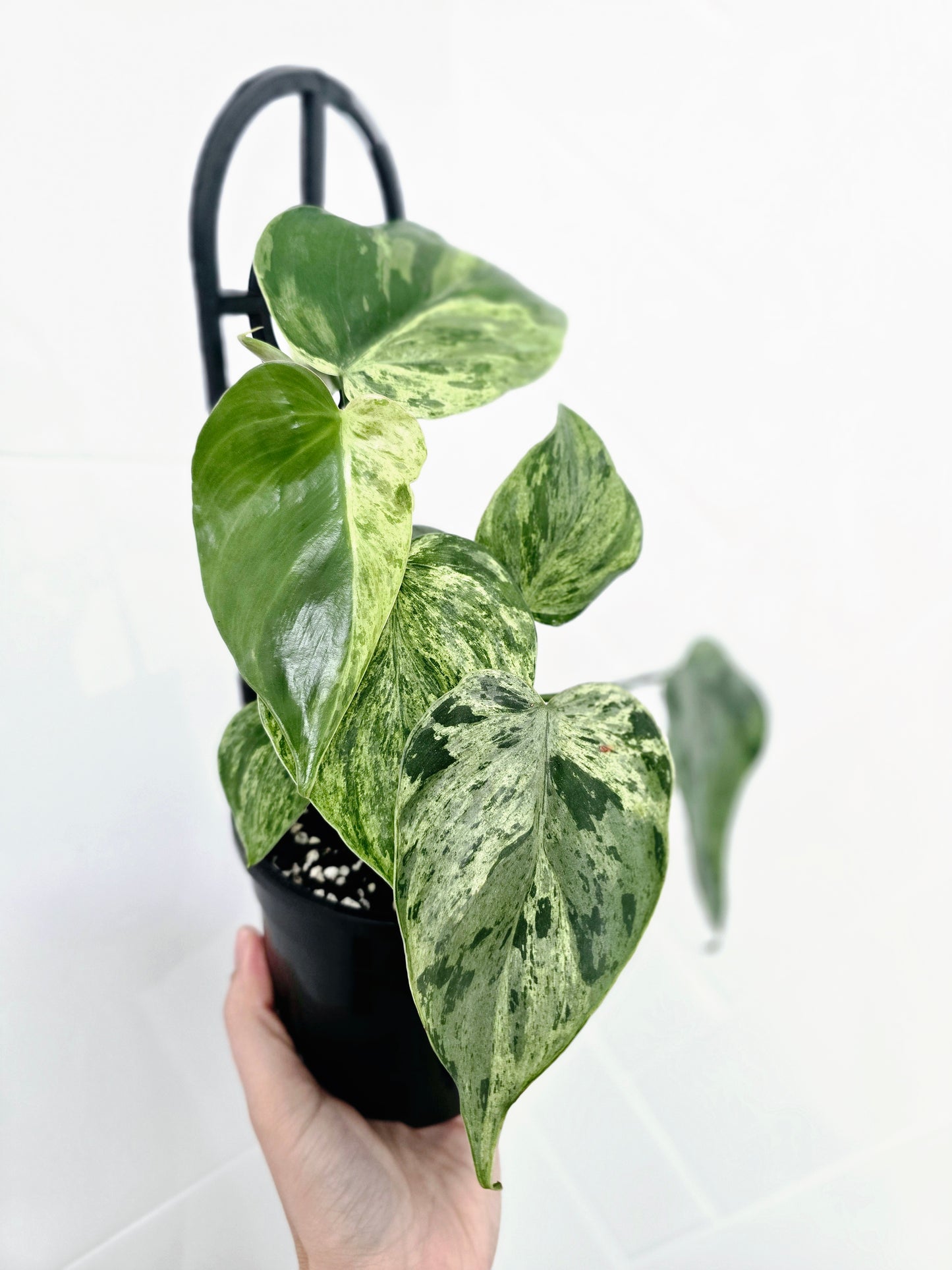 Philodendron Hederaceum 'Variegated Heart Leaf' Ladder - 118mm